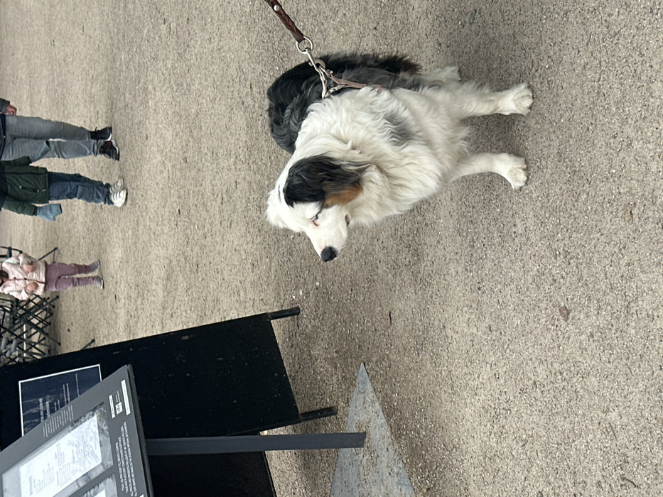 The image depicts a white and black dog standing on a gravel path in front of a black signpost. The dog is wearing a harness and is leashed. The dog's head is tilted slightly to the side, and it appears to be looking to the right of the image. There are three people in the background, walking away from the camera on a paved path. The people are all wearing casual clothing. The location is Chateau de Chambord in Chambord, France (latitude: 47.616, longitude: 1.517). The scene is one of a dog being leashed while walking on the grounds of Chateau de Chambord. The dog is being walked in the afternoon, when the sun is high in the sky. The path is gravel and the signpost has an informational sign with white text on a black background. The dog's tail is wagging slightly, which indicates that it is enjoying the walk.