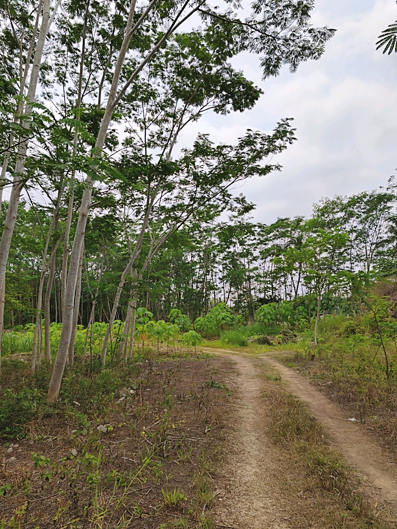 The image depicts a dirt road winding through a plantation of young trees in Kalipucang, Indonesia. The trees, characterized by their slender, pale trunks and lush green foliage, are densely planted, creating a somewhat uniform canopy. The ground is a mix of dry soil and sparse vegetation. The sky is overcast, suggesting a cloudy day. The road itself appears to be well-traveled, with evidence of tire tracks. The overall scene is one of rural agriculture, possibly a rubber or timber plantation given the tree types. There are no people or animals visible in the image, and the environment appears quiet and undeveloped.