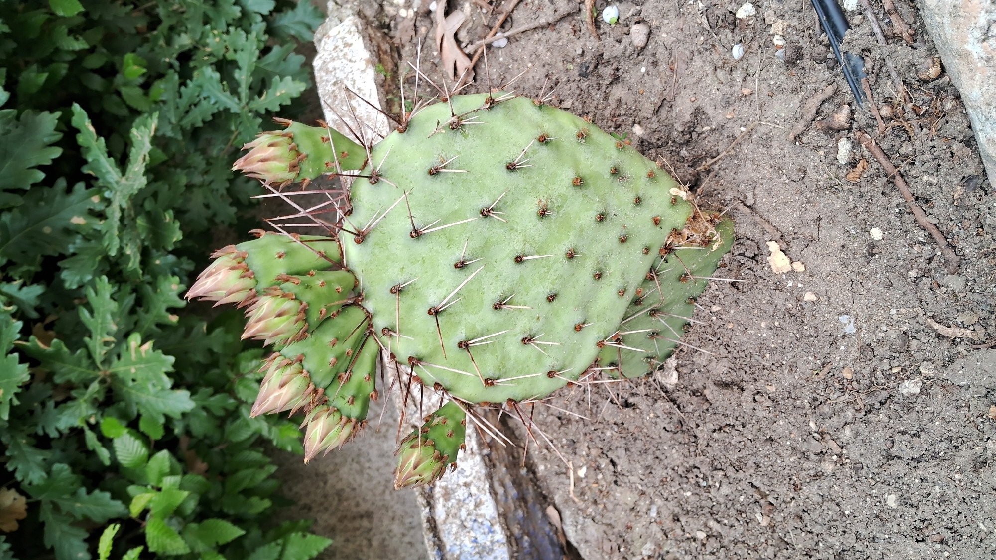 An overhead shot shows a prickly pear cactus with multiple flower buds at the top and a single bud on the side. The cactus is planted in dry, rocky soil with some dead leaves and small twigs. In the background, there is a dense hedge of green leaves and a large, light-colored rock. The scene appears to be in an outdoor setting, possibly a garden, in Varna, Bulgaria.