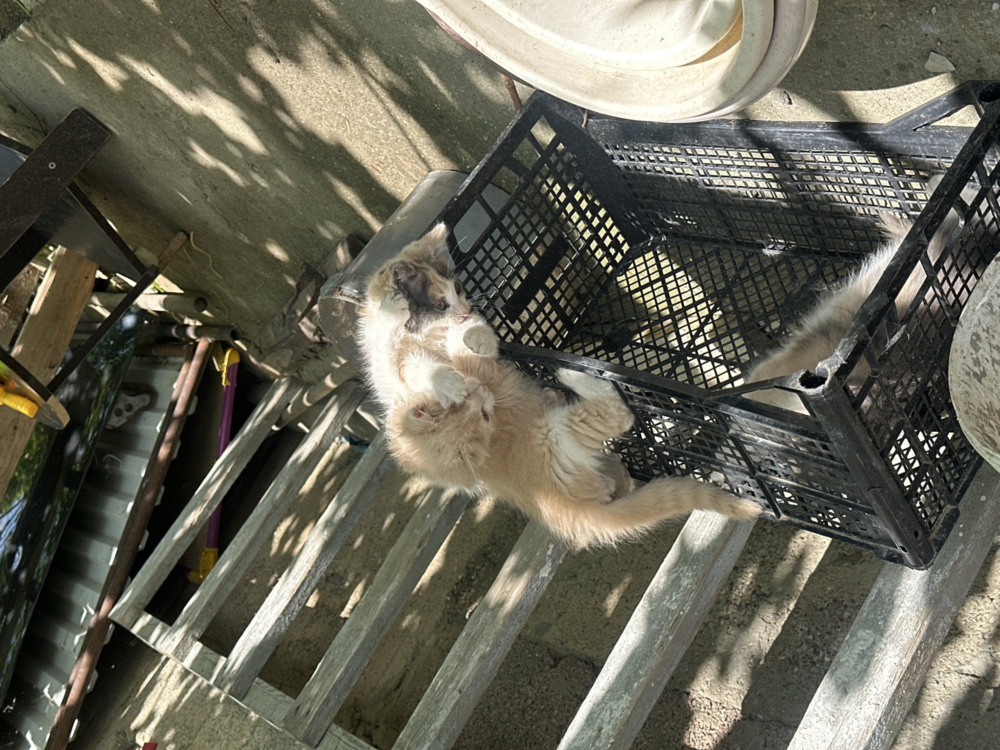 Two cats are nestled together on a black plastic crate in an outdoor setting. One cat, a fluffy ginger and white Persian, is lying on its back, with its paws extended upwards and its face partially obscured by its own paw. The other cat, a calico with patches of white, brown, and gray, is curled up beside it, partially visible beneath the ginger cat. The crate is positioned on a series of weathered wooden planks that appear to be part of a makeshift structure. The ground beneath the planks is rough and appears to be dirt or gravel. Sunlight casts dappled shadows on the scene, suggesting it is daytime and the area is exposed to the sun. In the background, there are glimpses of corrugated metal sheeting, wooden planks, and concrete. The overall impression is one of a quiet, domestic scene, likely in a backyard or alleyway, where the cats have found a comfortable resting spot. The specific location of Subutli-Miatli, Russia, is not visually discernible from the image itself.