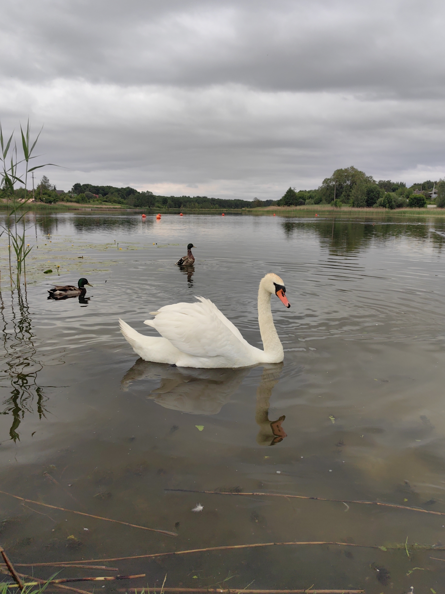 A white swan and two ducks swim in a murky lake under a cloudy sky. The swan is in the foreground, its white plumage contrasting with the dark water. The ducks are further back, one on the left and another on the right. The lake is surrounded by trees and reeds, and in the distance, a few orange buoys are visible. The water is still, with ripples from the birds' movements. The overall mood is serene and peaceful.