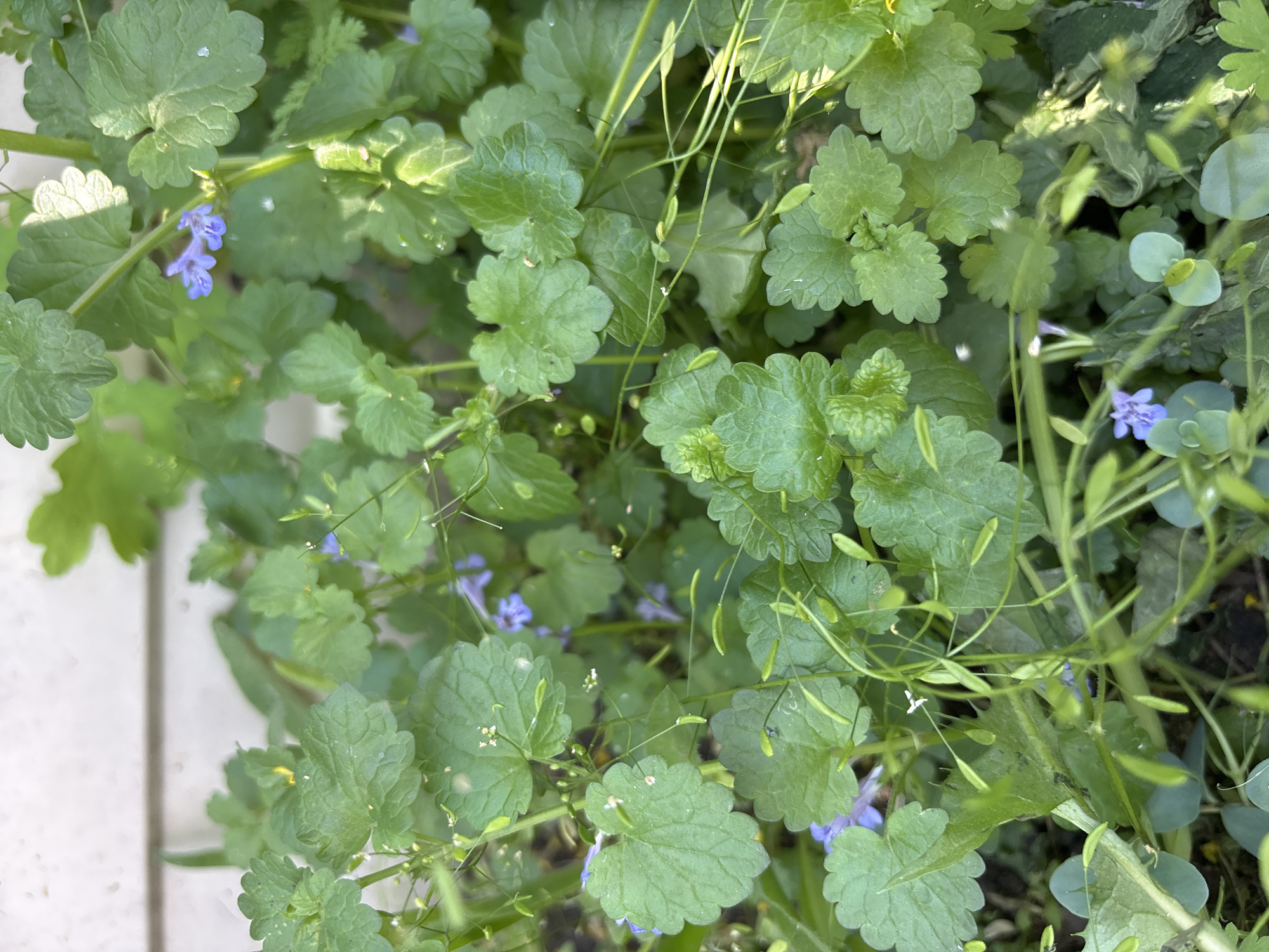 The image displays a close-up, ground-level view of a dense growth of herbaceous plants under natural light. The primary plant species exhibits rounded, crenate-margined green leaves and small, tubular, bilabiate flowers colored lavender-purple. Interspersed among these are slender-stemmed plants bearing minute white flowers and elongated, narrow green seed pods. The vegetation fills the majority of the frame, with a blurred, light-colored surface, possibly a wall or siding, visible in the upper background. No people, animals, or specific actions are discernible. The image contains no visual information to identify its location as the city of Зелёное, Russia, or any other specific geographical area.