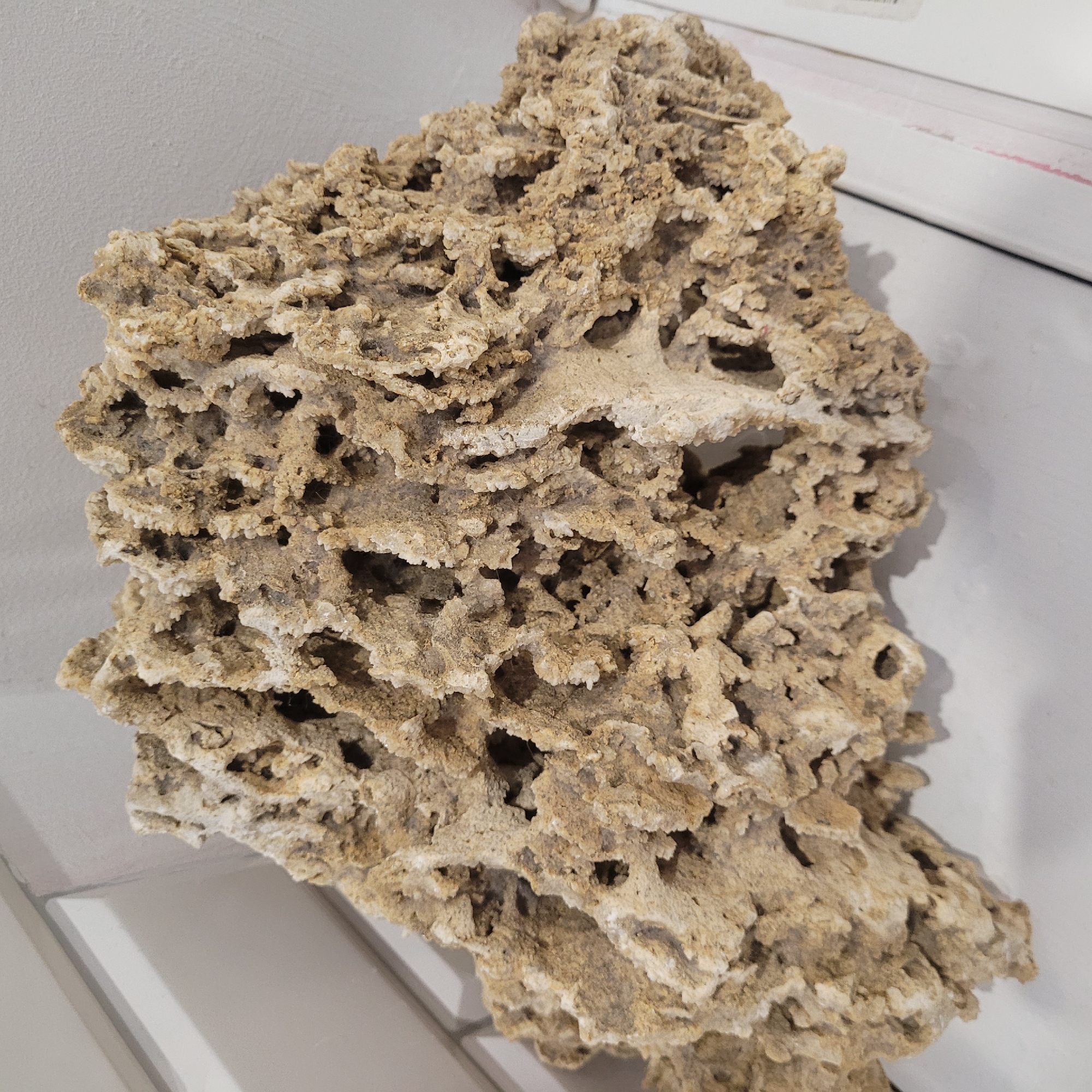 A large, porous, tan-colored rock formation is displayed against a plain white background. The rock is irregular in shape and features numerous holes and hollows of varying sizes, creating a complex, cavernous texture. The surface of the rock appears rough and somewhat gritty. The lighting is even, casting soft shadows beneath the rock. The environment appears to be indoors, possibly in a retail or display setting, given the clean, unadorned background. No people are present in the image.