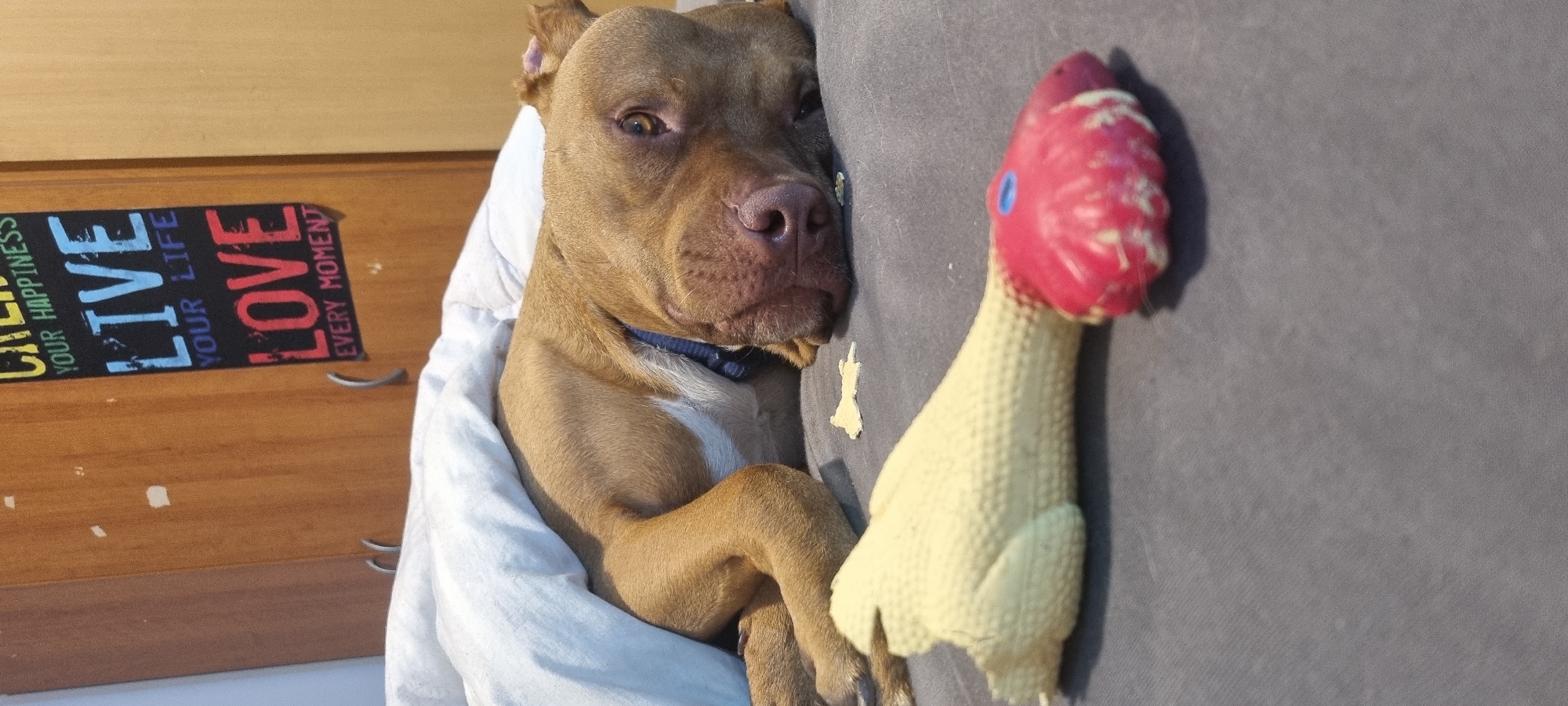 A brown dog is lying on a gray couch, cuddled under a white blanket. The dog is positioned next to a rubber chicken toy. Behind the dog and blanket is a wooden cabinet with a sign that reads "Cherish Your Happiness, Live Your Life, Love Every Moment." The location is Unknown, Unknown.