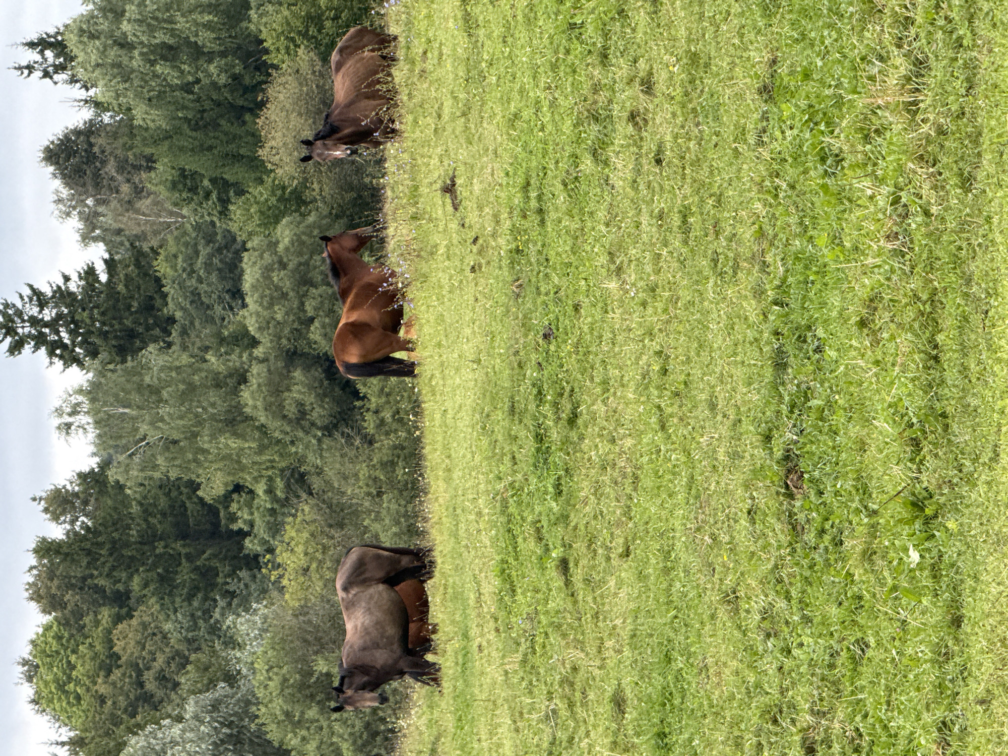 Three horses are visible in a grassy field in Bendoriai, Lithuania. The horse on the far left is a dark brown, muscular horse facing the camera. To its right is a lighter brown horse, also facing the camera, with a white blaze on its forehead. The third horse, to the far right, is a dark brown horse standing with its rear facing the camera. The horses are in a pasture with a dense forest bordering the background. The sky is overcast with clouds.