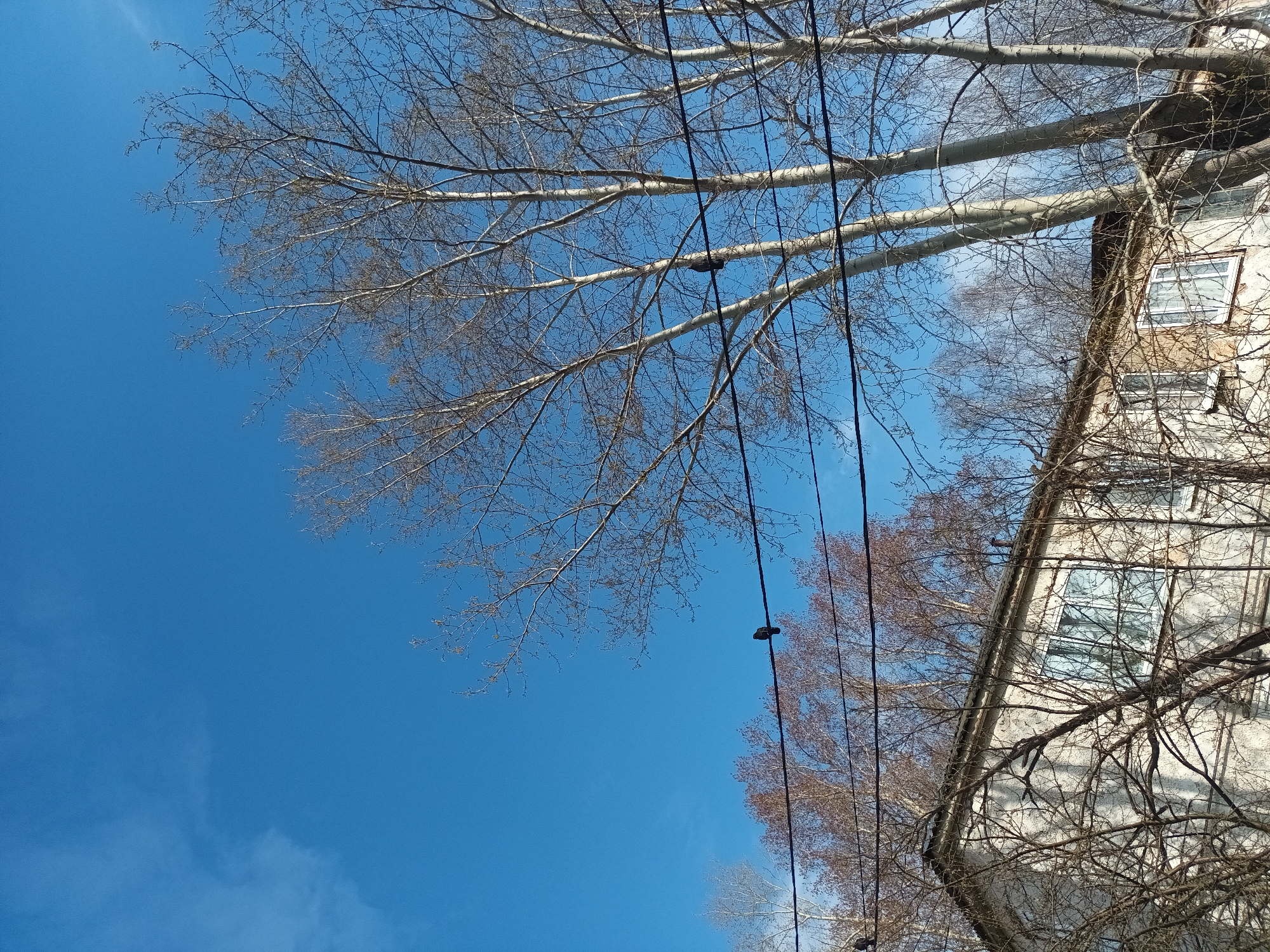 The image captures a view looking upwards in Chaikovsky, Russia. A building's corner is visible to the right, showing light-colored walls and window frames. Bare tree branches, typical of late autumn or winter, stretch across the frame, some reaching towards the sky and others intertwined with the building's structure. Dark power lines run diagonally through the sky, intersecting the branches. The sky is a bright blue, marked by faint wisps of clouds. No people are visible.