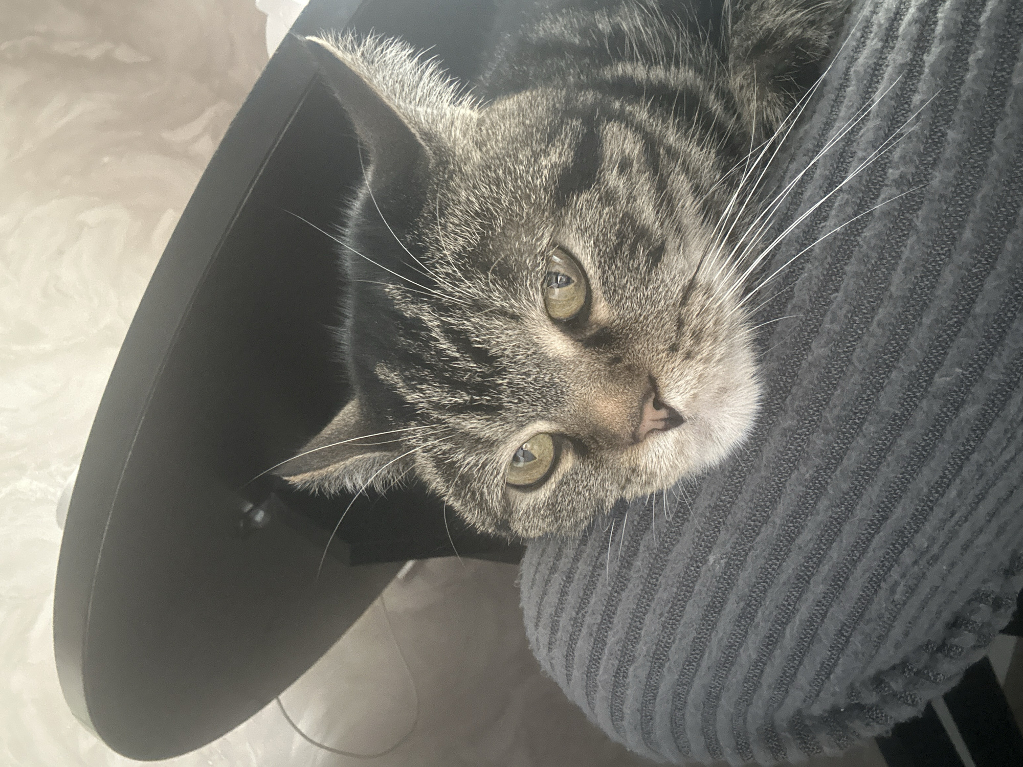 A close-up, high-angle shot depicts a tabby cat resting its head on a textured gray surface, likely a cushion or part of furniture. The cat's head is tilted, presenting a view of its face with prominent whiskers and green eyes. Part of a dark, possibly black, circular object is visible behind and to the left of the cat, potentially a table or piece of furniture. The background is softly illuminated and indistinct, appearing to be a light-colored wall or surface. There is no indication of a specific location in Stavropol, Russia.