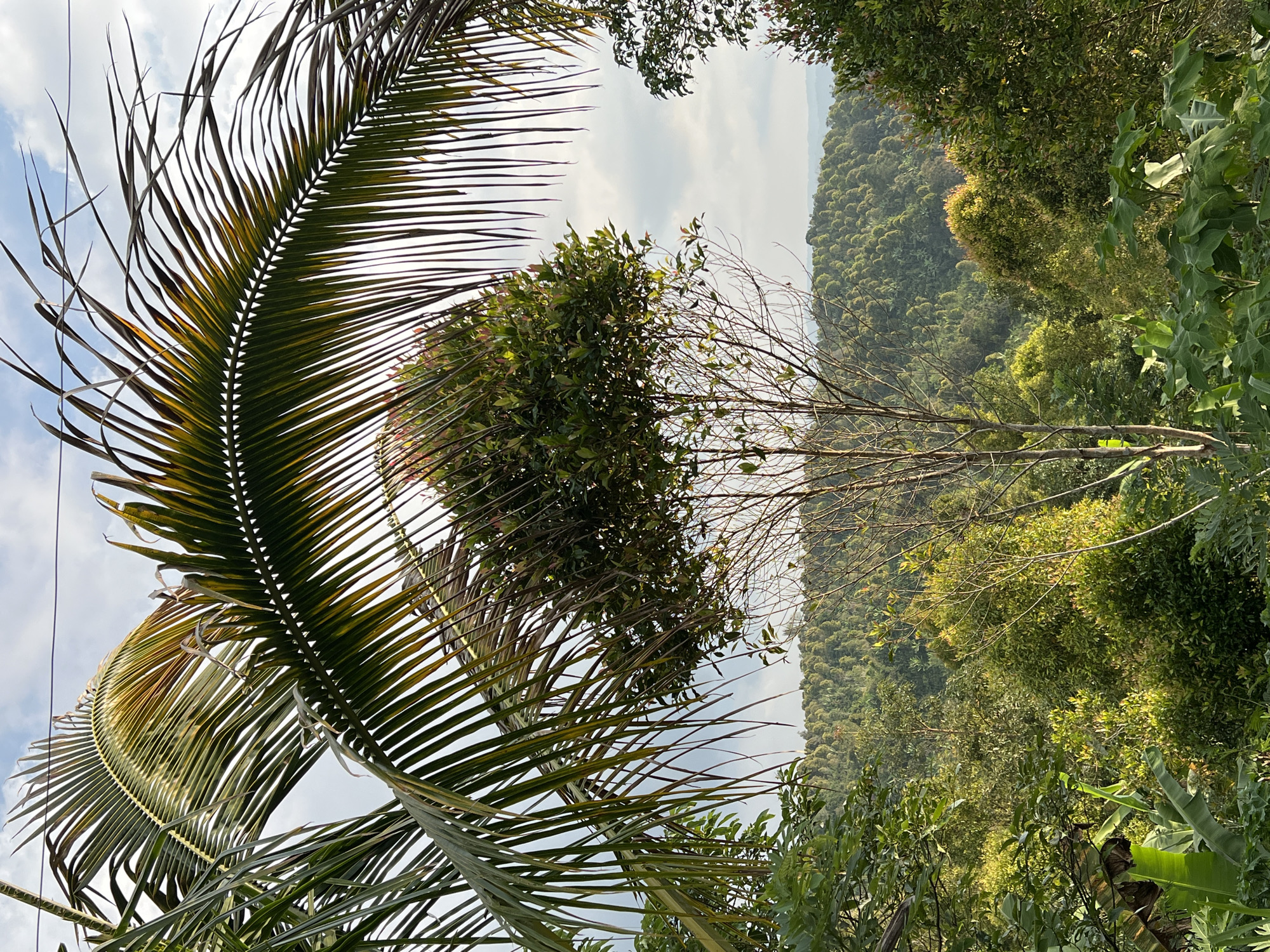 The image captures a serene landscape at an outdoor location in Busungbiu, Indonesia. In the foreground, a large palm frond arches over the scene, with its tips slightly browned. Below this, a slender tree with sparse foliage stands prominently. The middle ground is filled with lush, green vegetation, including what appears to be banana leaves on the left. Further in the distance, rolling hills covered in dense, verdant forest dominate the horizon, under a sky with scattered clouds. The scene is bathed in the warm light of either early morning or late afternoon.