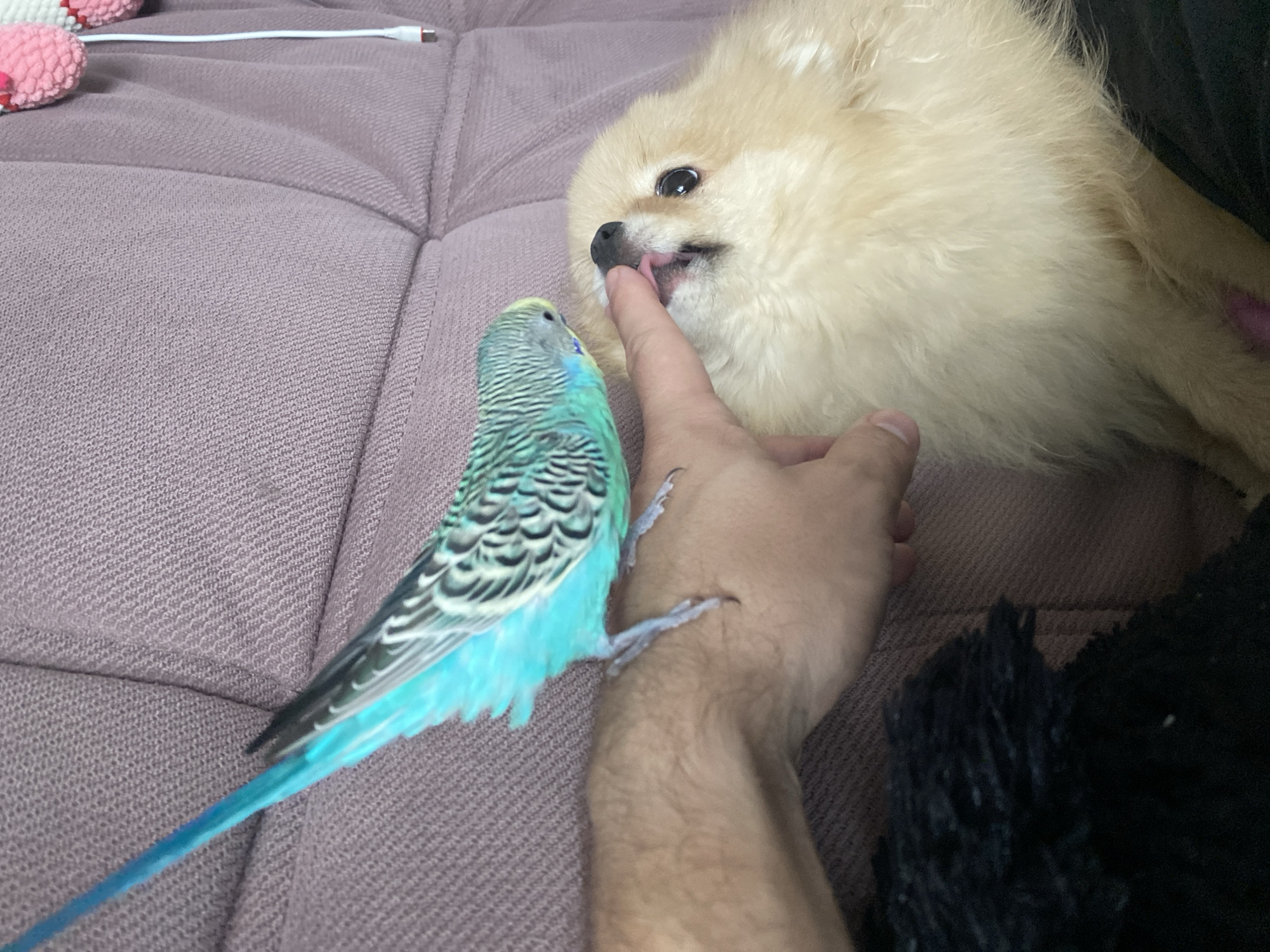 This close-up image captures a heartwarming interaction between a human, a dog, and a bird in an indoor setting.
In the upper right portion of the frame, a fluffy, cream-colored dog, likely a Pomeranian, is focused on a human hand. The dog has dark, expressive eyes and a black nose, and its pink tongue is visible as it gently licks or mouths the tip of the human's extended index finger. Its fur appears soft and well-groomed.
To the left, perched on the human's forearm, is a striking blue and green budgerigar. The bird's back is adorned with intricate black and white patterns over a green base, while its chest, belly, and long tail feathers are a vibrant turquoise blue. Its small claws are visible as it grips the skin of the arm, and it faces towards the dog, seemingly observing the interaction between the dog and the human's finger.
The human's arm and hand, with light to medium skin tone, connect the two animals, suggesting a supervised or harmonious moment. The subjects are positioned on a soft, purple-hued upholstered surface, which appears to be a sofa or cushioned furniture. In the blurred background, a white charging cable and a small pink and white knitted item can be seen, indicating a casual home environment. A dark, fuzzy object, possibly a blanket or clothing, is partially visible in the bottom right corner. The scene conveys a sense of gentle curiosity and peaceful coexistence among the human and their pets. No text is visible in the image.