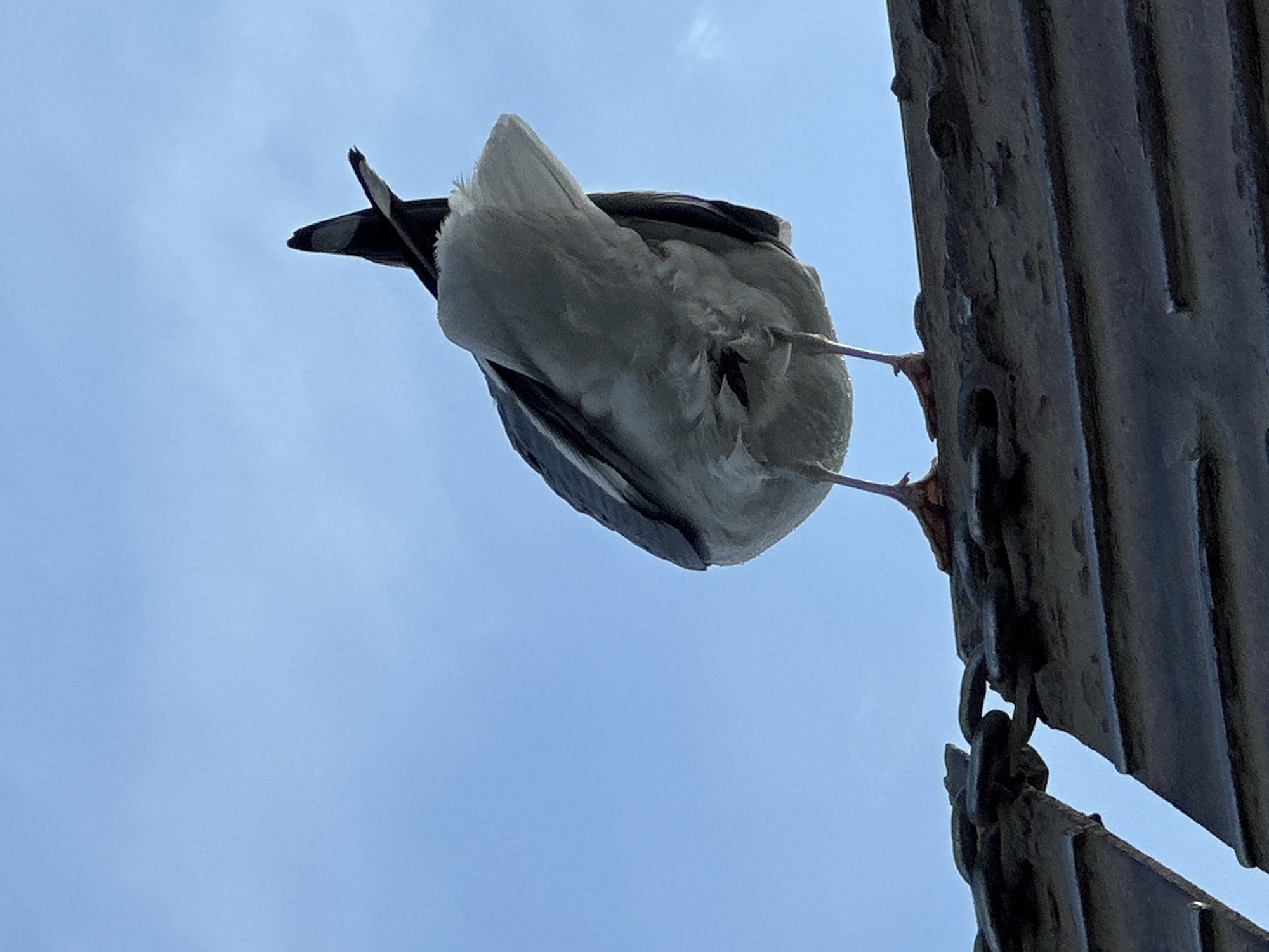 A low-angle, full-shot photograph captures a seagull from behind, perched on a weathered, dark grey roof. The bird, predominantly white and grey with black accents on its tail feathers, is facing away from the camera. Its thin, orange legs are visible, and it appears to be standing on a section of the roof that features a broken chain-like structure. The background is a clear, pale blue sky, devoid of any clouds or distinguishing features. The image was taken in Sakhiurta, Russia.