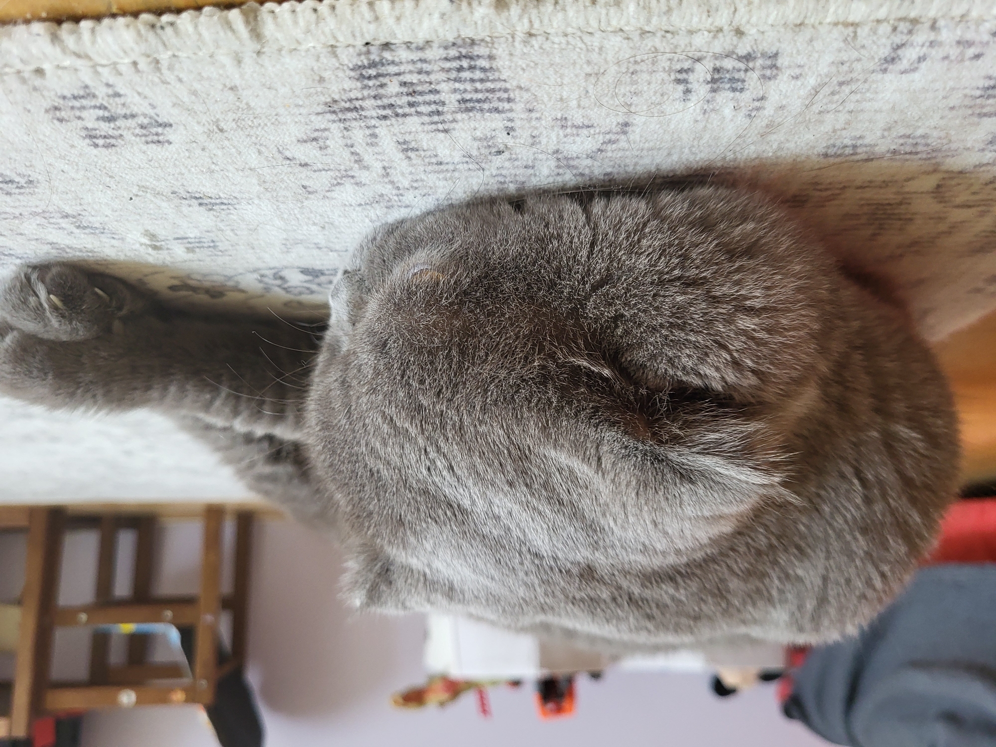 A grey, fluffy Scottish Fold cat is resting on a light-colored rug with a patterned design. The cat is curled up with its head resting on its paws. The background is out of focus, showing a wooden chair and a wall. The lighting suggests an indoor environment.