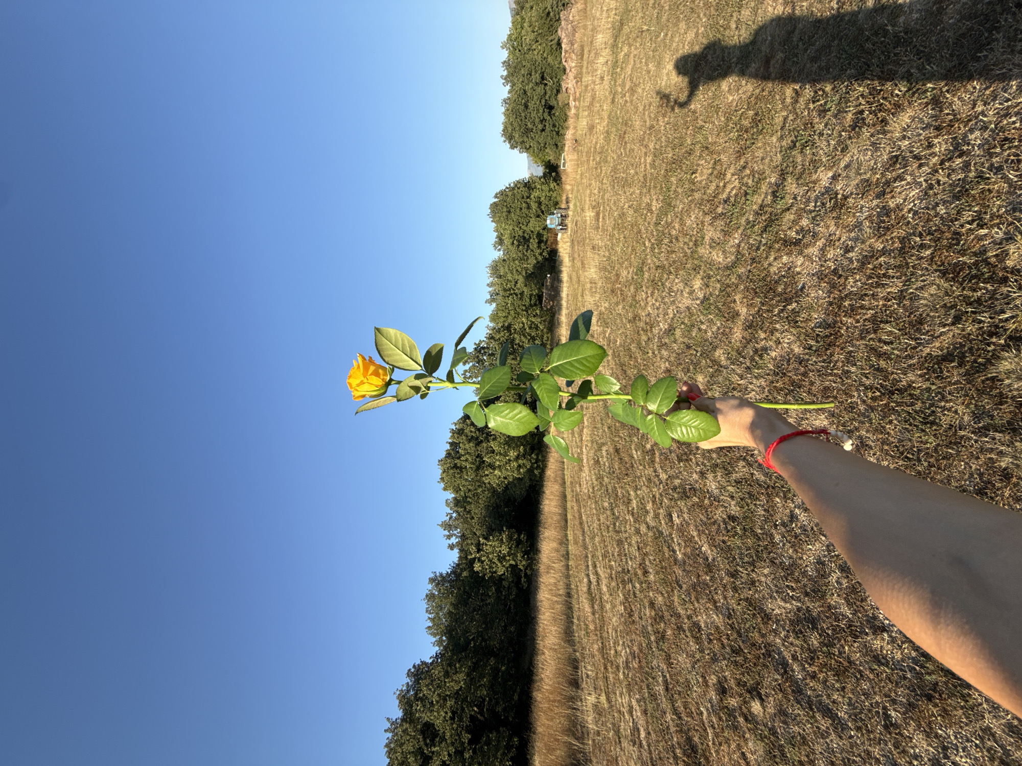 An outdoor, first-person perspective shot captures a person holding a single yellow rose in a field. The rose, with its stem and leaves, extends upwards towards a clear, bright blue sky. The field is covered in dry, brown grass and is bordered by a dense line of green trees in the background. In the middle distance, a blue tractor is visible. The sunlight casts a long shadow of the person, holding the rose, onto the ground to the right of the frame. The person is wearing a red bracelet on their left wrist. The scene suggests a rural or natural setting outside of a city.