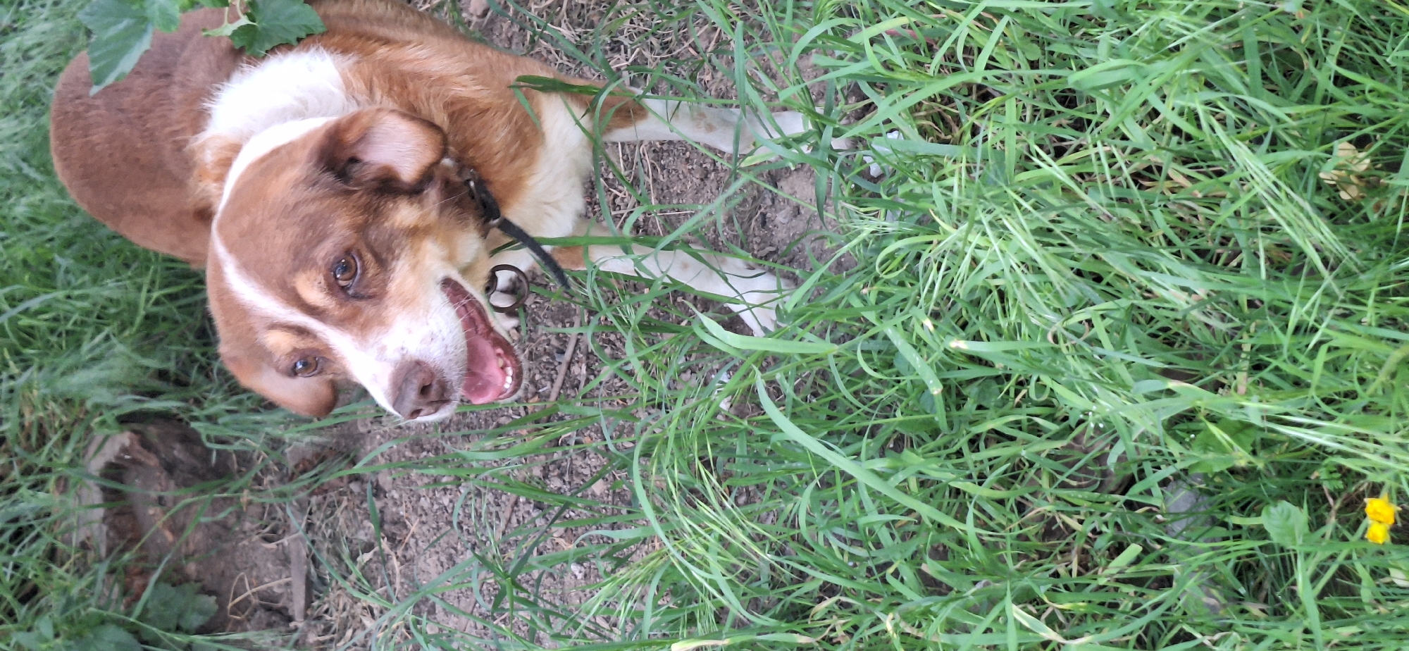 A brown and white dog is lying in the grass and dirt in Dolna Dikanya, Bulgaria. The dog has its mouth open and is wearing a black collar. There is green grass and a log in the background.