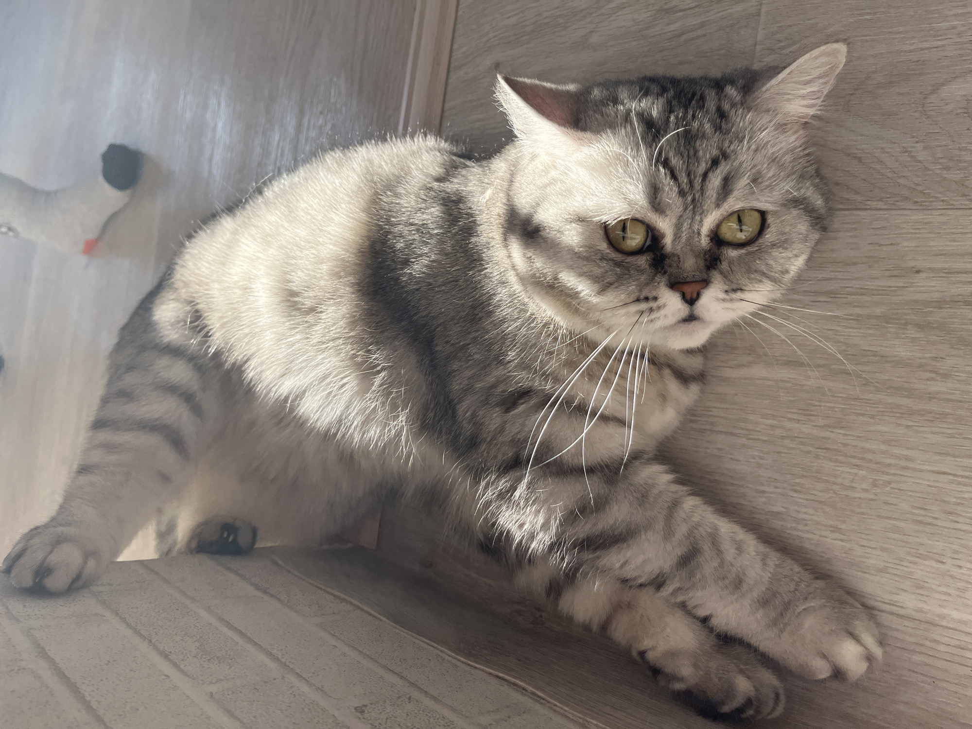A silver tabby cat lies on a light-colored, possibly wood-patterned floor. The cat is positioned diagonally in the frame with its head towards the right and body extending to the left. The cat has green eyes, grey and white fur, and long whiskers. The light source is on the left. A toy is visible in the upper left corner. The cat is most likely located in the city of Chaikovsky, Russia.