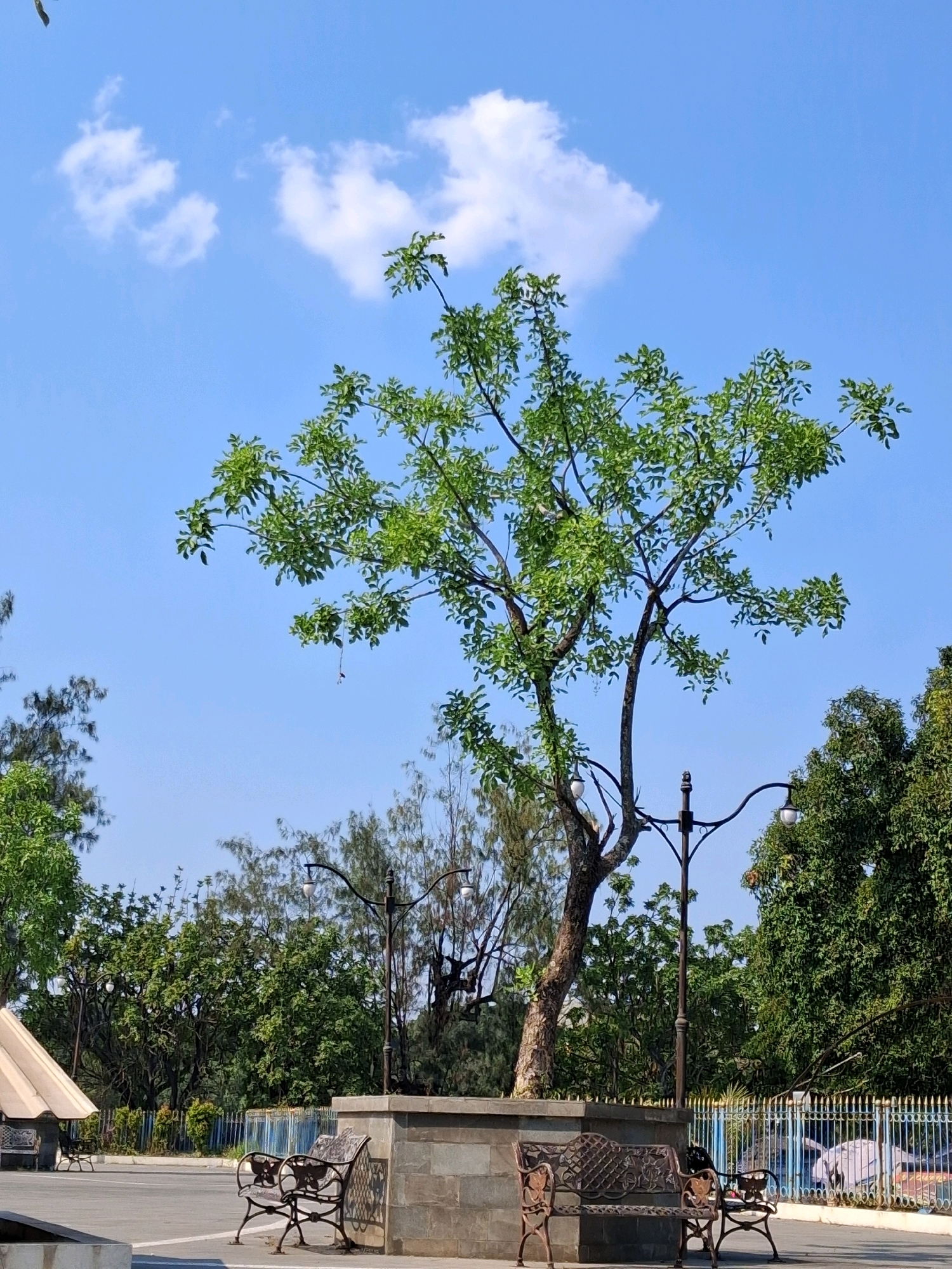The image depicts an outdoor scene with a prominent tree in the center against a clear blue sky with sparse white clouds. The tree has a slender trunk and is covered in green leaves. In the foreground, there are two ornate metal park benches placed on a stone base. Behind the benches, a lamppost with two lights is visible. The background is filled with lush green trees and foliage, and a blue fence runs along the edge of the area. A light-colored tent or canopy is visible on the left side of the image. This scene is likely located in the city of Surakarta, Indonesia, possibly in a park or public space designed for relaxation and recreation. There are no people visible in the image.