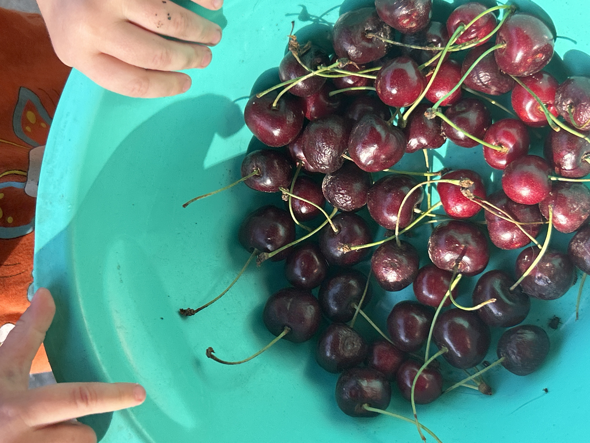 This is a close-up, top-down shot of a bright teal bowl filled with dark red cherries, illuminated by bright sunlight. A child's hands are visible in the frame. One hand, in the upper left, appears to be resting on the edge of the bowl, with dirt smudges on the fingers. Another hand, in the lower left, is pointing towards the cherries. The scene is likely outdoors, given the strong shadows and bright lighting. The cherries are plump and glossy, with some still attached to their stems. The teal bowl contrasts sharply with the deep red of the cherries, creating a vibrant visual. The overall impression is one of a fresh harvest, possibly from a garden. There is no visible text in the image. The context of Prokhladny, Russia suggests this is a domestic setting, perhaps during a warm season.