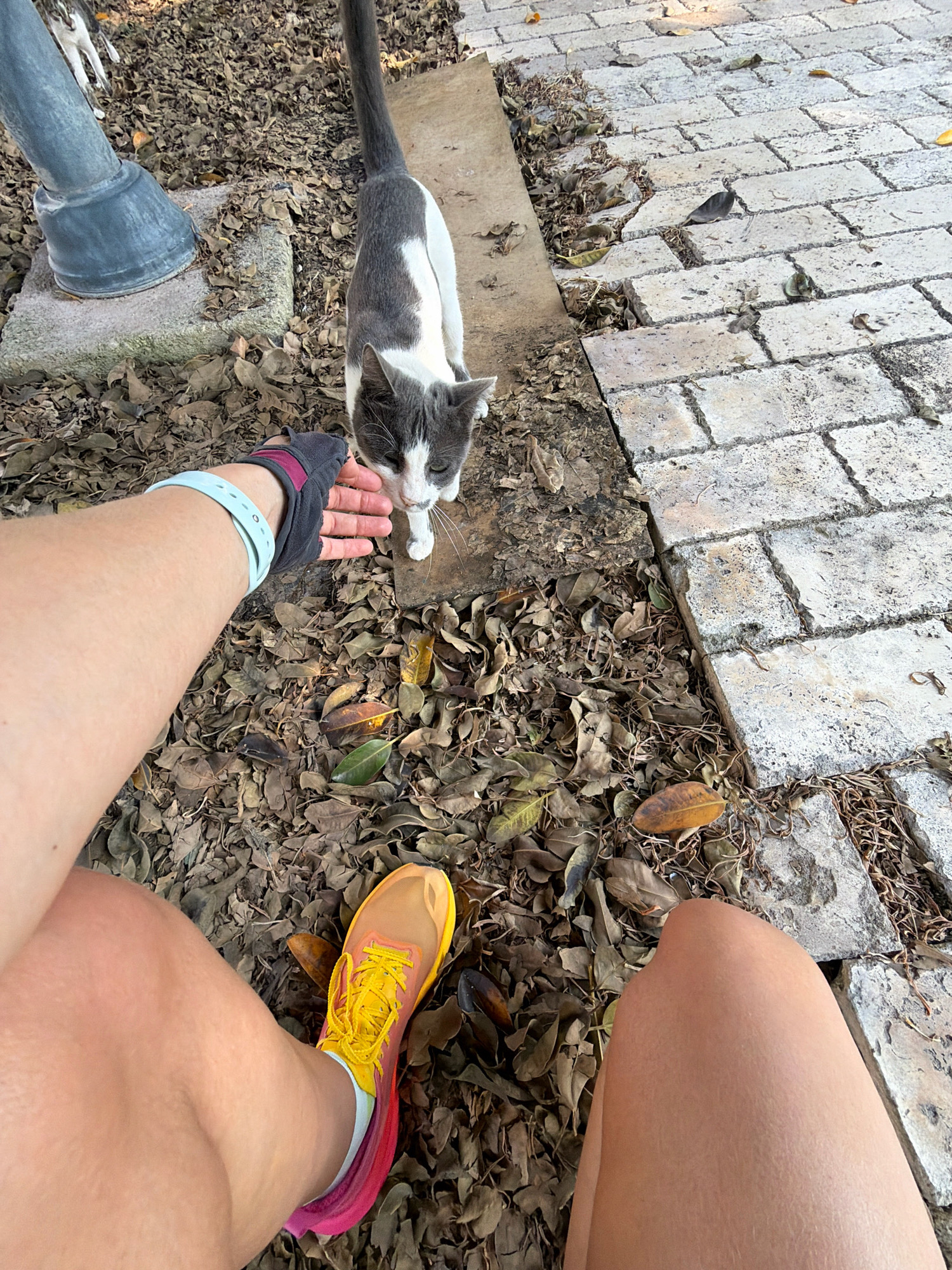 The image shows a person's arm and leg in the foreground, with a cat in the mid-ground. The person is wearing a running shoe and a glove on their hand, which is reaching out towards the cat. The cat is gray and white and appears to be interacting with the person's hand. The environment is outdoors, with a paved area made of bricks on the right side of the image, and a ground covered in dry leaves on the left and in the mid-ground. There is also a lamppost visible in the background on the left. The scene depicts a moment of interaction between a person and an animal in an outdoor setting. The location is not identifiable as Antalya, Turkey based on the visual information provided.
