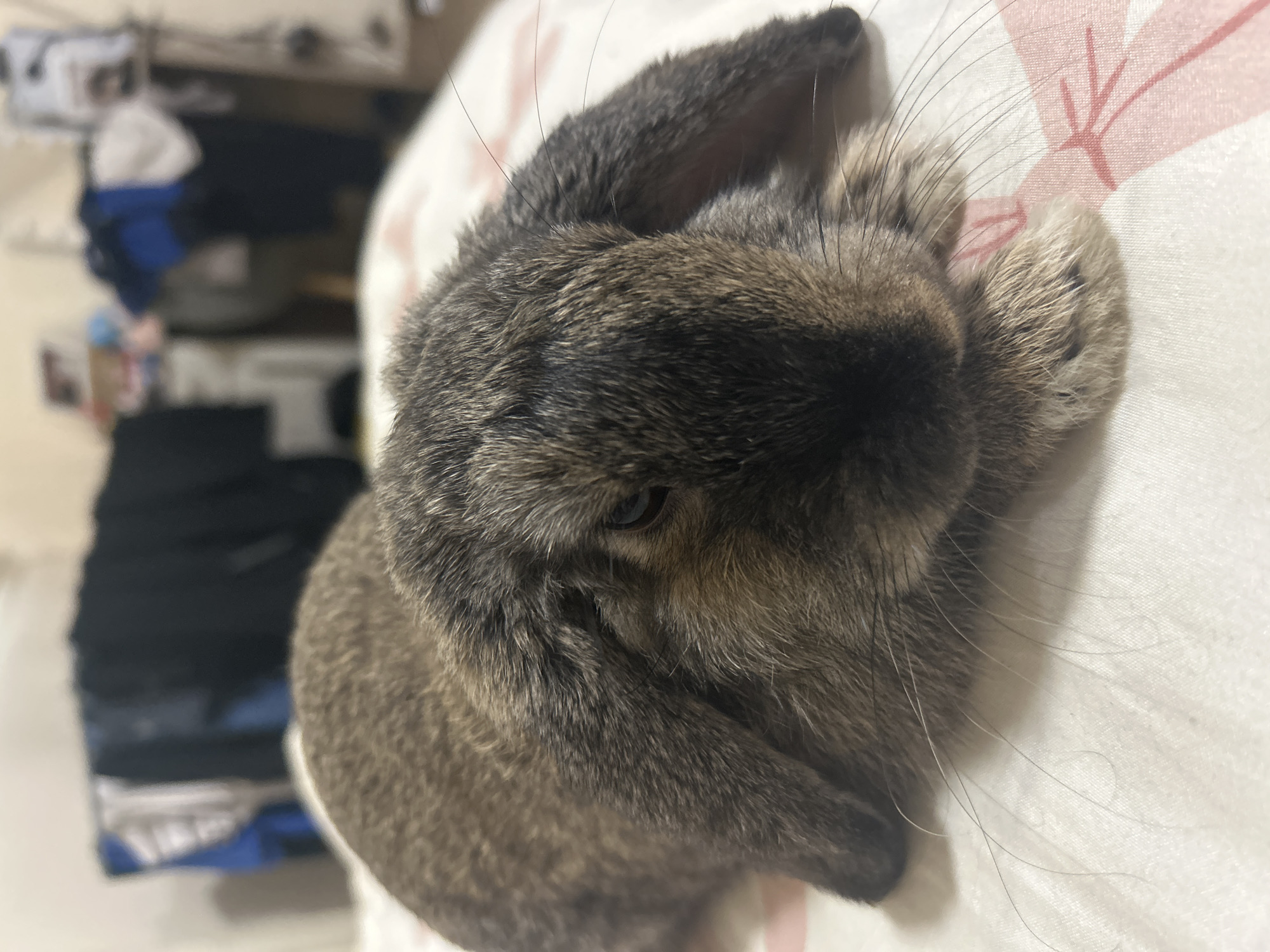 A close-up photograph depicts a brown and gray lop-eared rabbit lying on a white surface with a pale red pattern. The rabbit's head and upper body are in focus, with one eye visible. The background includes blurred objects, possibly clothing, suggesting an indoor setting. The photograph does not provide information to determine the location of the image in Sofia, Bulgaria.