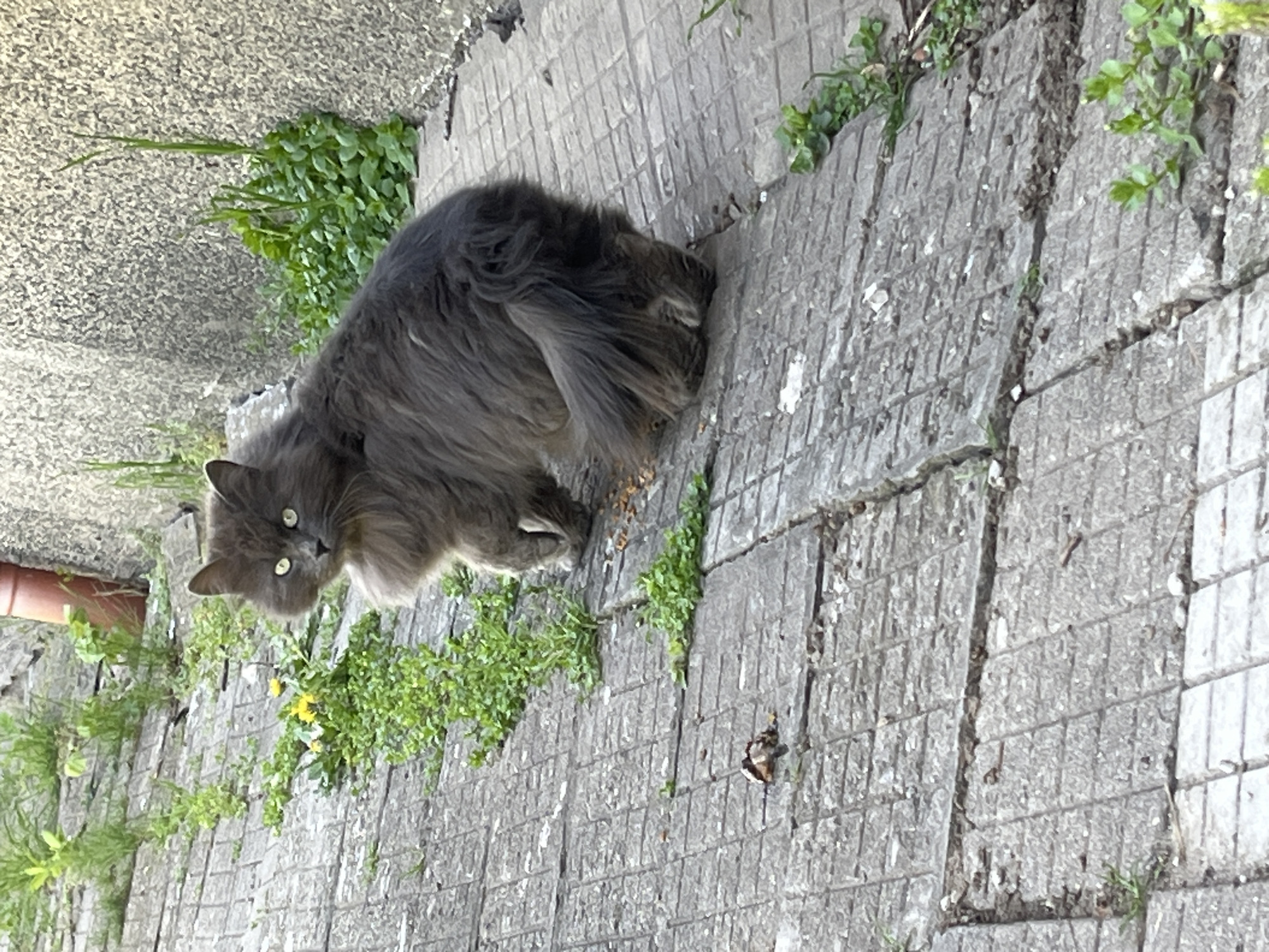 A gray, long-haired cat with yellow-green eyes stands on a paved, cracked, concrete surface. Green plants grow in the cracks and edges of the pavement. A brick-colored pipe is visible in the upper left corner. The location is likely Sofia, Bulgaria, given the prompt's instruction.