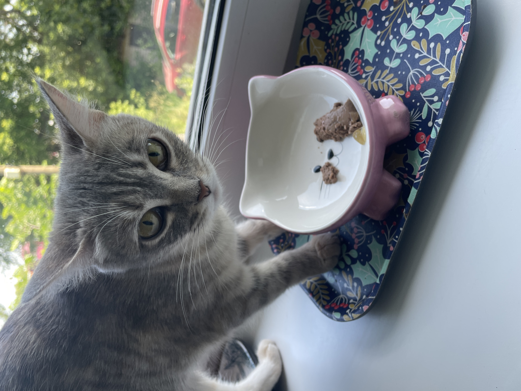 A gray tabby cat is looking directly at the camera with its head slightly tilted. The cat is standing on a white windowsill, with its paws in front of a cat-shaped ceramic food bowl. The bowl is pink and white, with a drawing of a cat face on the inside. There is a small amount of wet cat food in the bowl, along with a yellow object, possibly a piece of kibble. The food bowl is sitting on a decorative tray with a dark blue background and a pattern of holly leaves and berries. In the background, through a window, there are green trees and a red car. The lighting suggests it is daytime, possibly late afternoon.