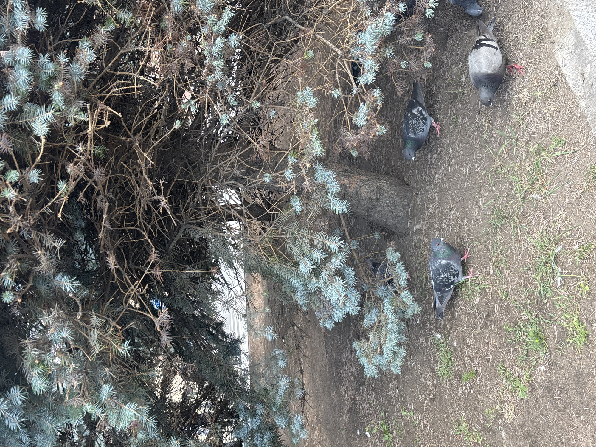 A group of pigeons are on the ground beneath the branches of a blue spruce tree. The ground is covered in dirt, dry leaves, and sparse grass. The pigeons are mostly grey with some black and white markings. In the background, a white building with horizontal siding is visible. The image appears to have been taken outdoors in an urban or suburban setting, likely in Saint Petersburg, Russia, given the presence of blue spruce trees often found in the city's parks and public spaces, and the general architectural style of the visible building.