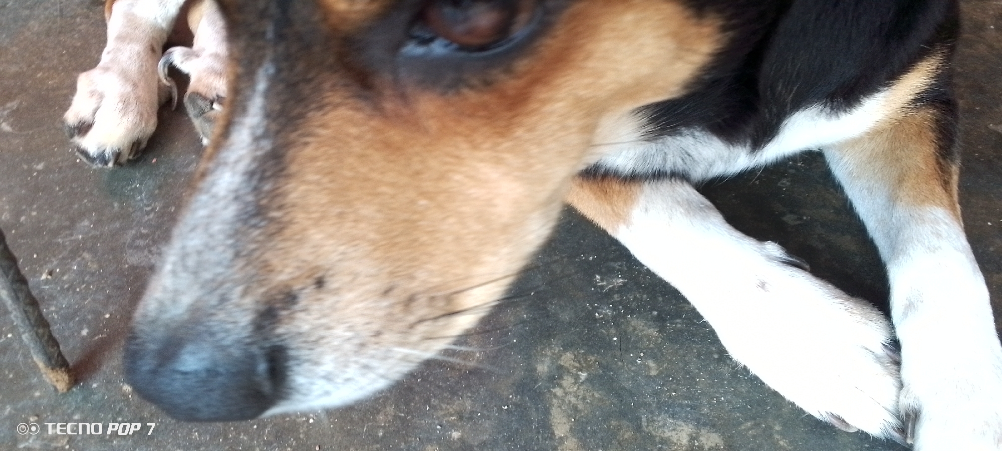 This close-up photograph features a tri-color dog, likely a mixed breed, resting on a dark, possibly concrete or tiled surface. The dog's head occupies the majority of the frame, with its long snout and black nose slightly out of focus, while its dark brown eye and the fur around it are sharper. Its coat consists of patches of tan/brown, black, and white fur; the face is primarily tan with white markings on the snout and black around the eye, while the body shows distinct black and white areas. White whiskers are visible around its muzzle.
The dog is lying down with its front paws tucked beneath its chest, conveying a calm and relaxed posture. The ground beneath it is dark gray, showing traces of dust, small white particles, and debris. To the far left, a thin, dark, cylindrical object, possibly a stick or piece of metal, is partially visible on the ground. The natural, bright lighting suggests the photograph was taken during the daytime. In the bottom-left corner, the watermark "TECNO POP 7" is visible, indicating the camera used. The simple, utilitarian ground surface suggests a domestic setting like a patio or yard, consistent with the specified location of Altagracia, Venezuela.