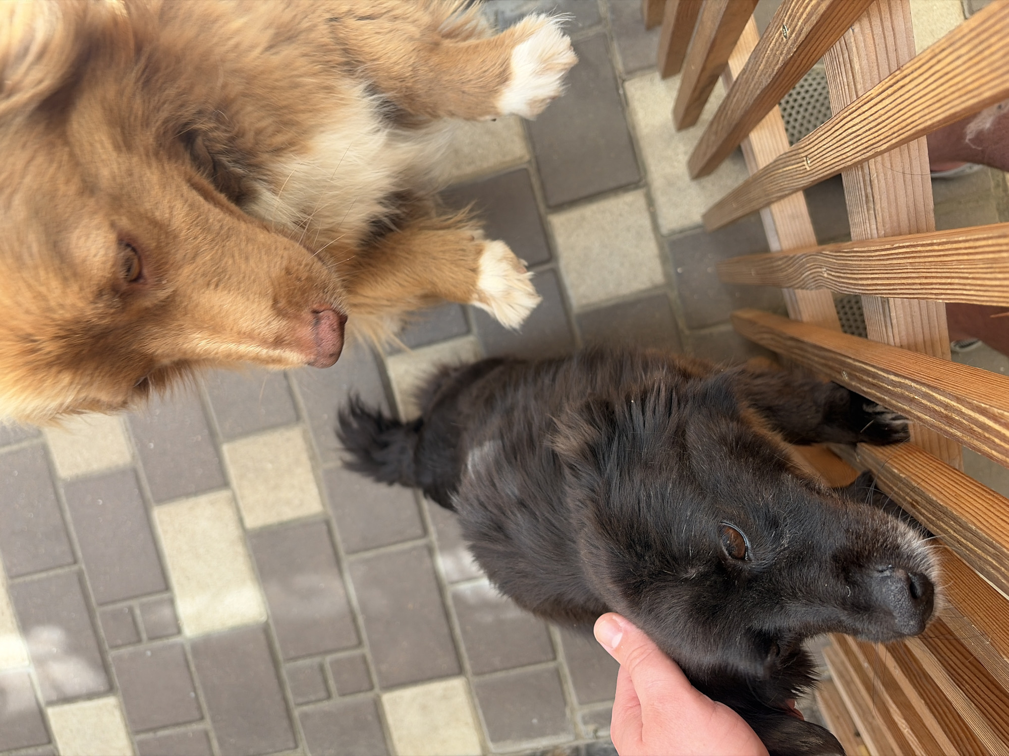 Two dogs are present in the scene. In the foreground, a black dog with a fluffy coat is being petted by a human hand. The black dog is looking downwards with a sad expression. Behind the black dog, a larger reddish-brown dog is visible, also looking downwards. The dogs are positioned on a paved surface made of rectangular interlocking bricks. In the background, a wooden bench with slats is present. The scene appears to be outdoors, possibly in a park or yard.