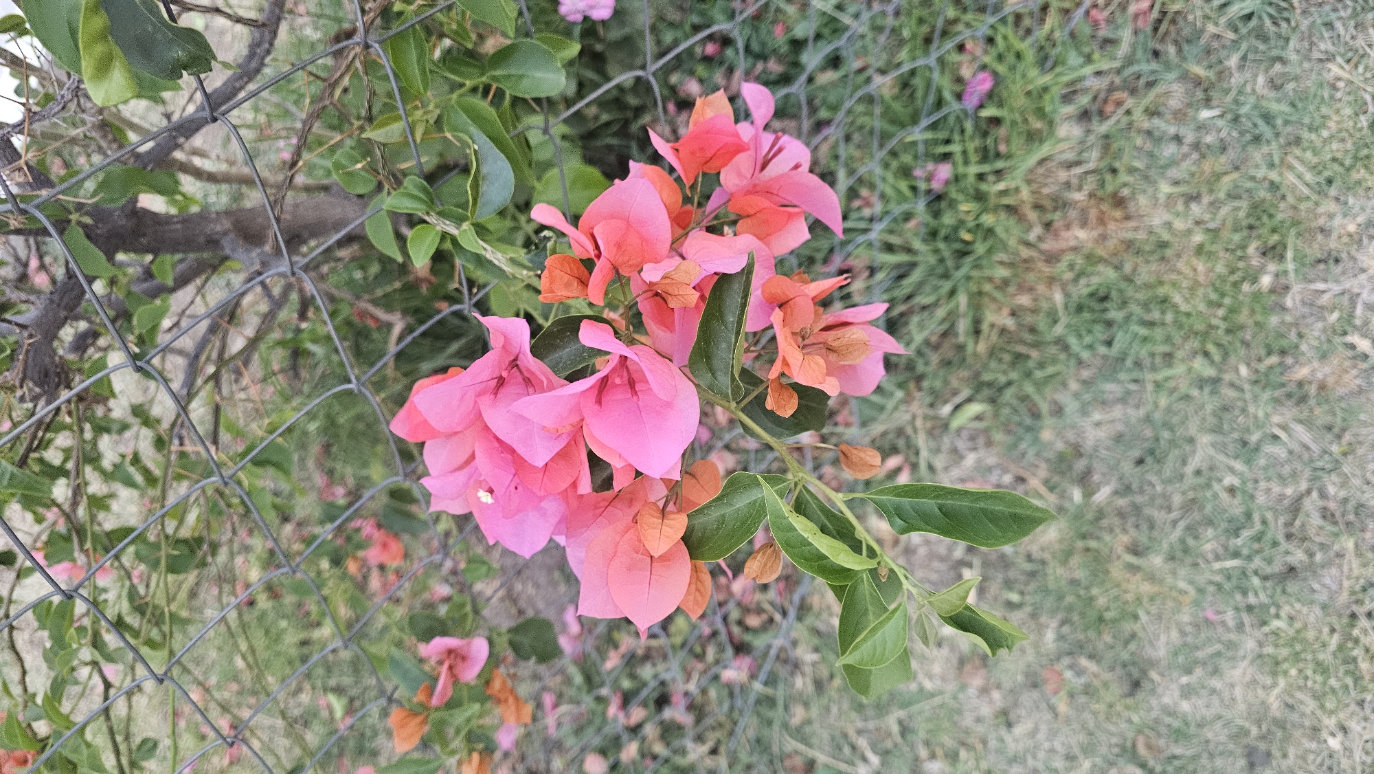 A close-up, eye-level shot shows a cluster of pink and orange bougainvillea flowers growing through a wire fence. Green leaves are interspersed among the colorful bracts. The background reveals a mix of green foliage and dry grass. The location is likely San Bernardino Tlaxcalancingo, Mexico.