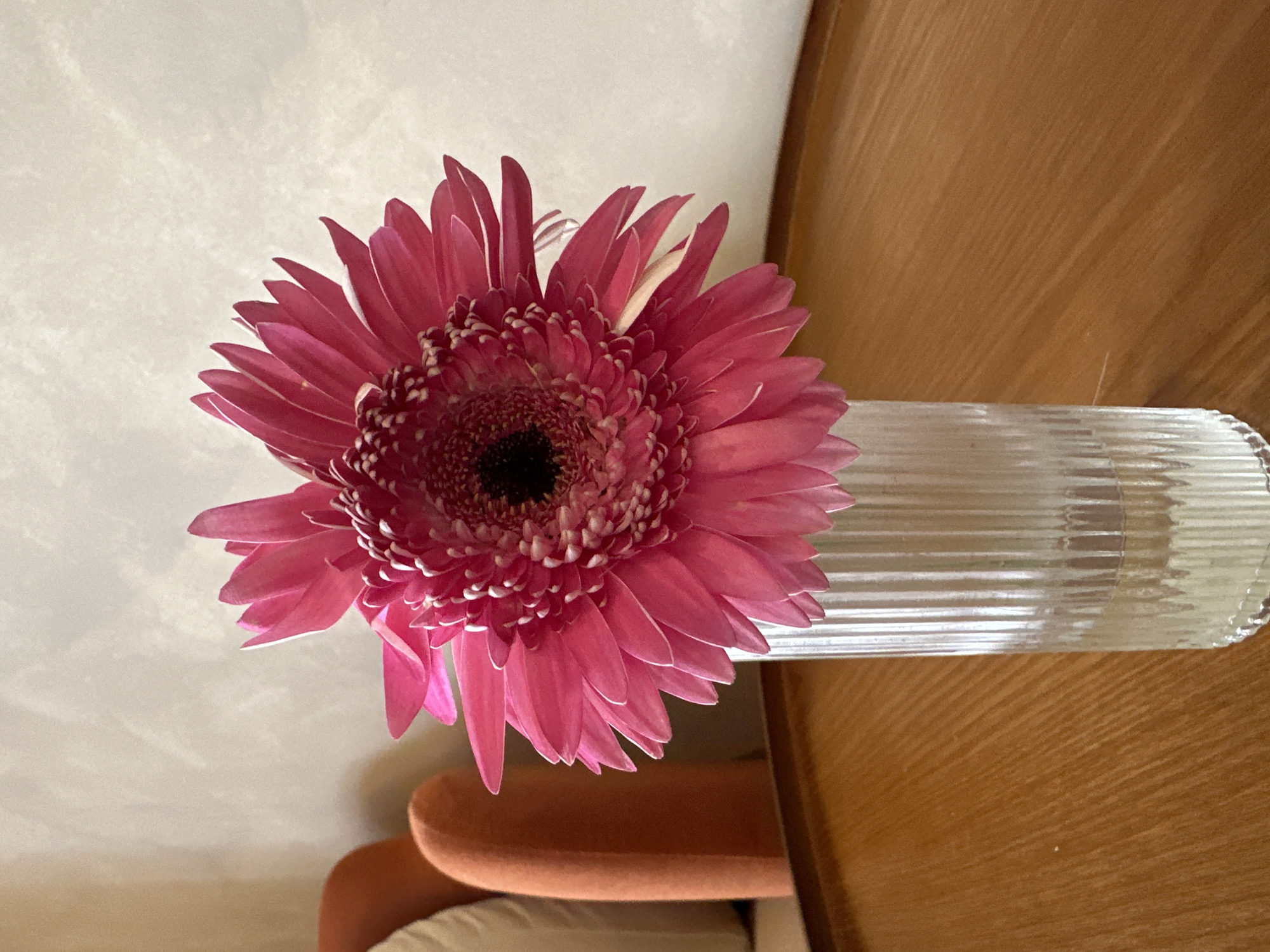 A close-up, vertical shot showcases a vibrant pink Gerbera daisy in a clear, ribbed glass vase. The flower's petals are a rich fuchsia, transitioning to lighter pink and white tips, with a dark center. The vase, filled with clear water, sits on a smooth, polished wooden table. In the blurred background, two orange cylindrical ottomans are visible against a textured cream-colored wall. The lighting suggests an indoor environment.