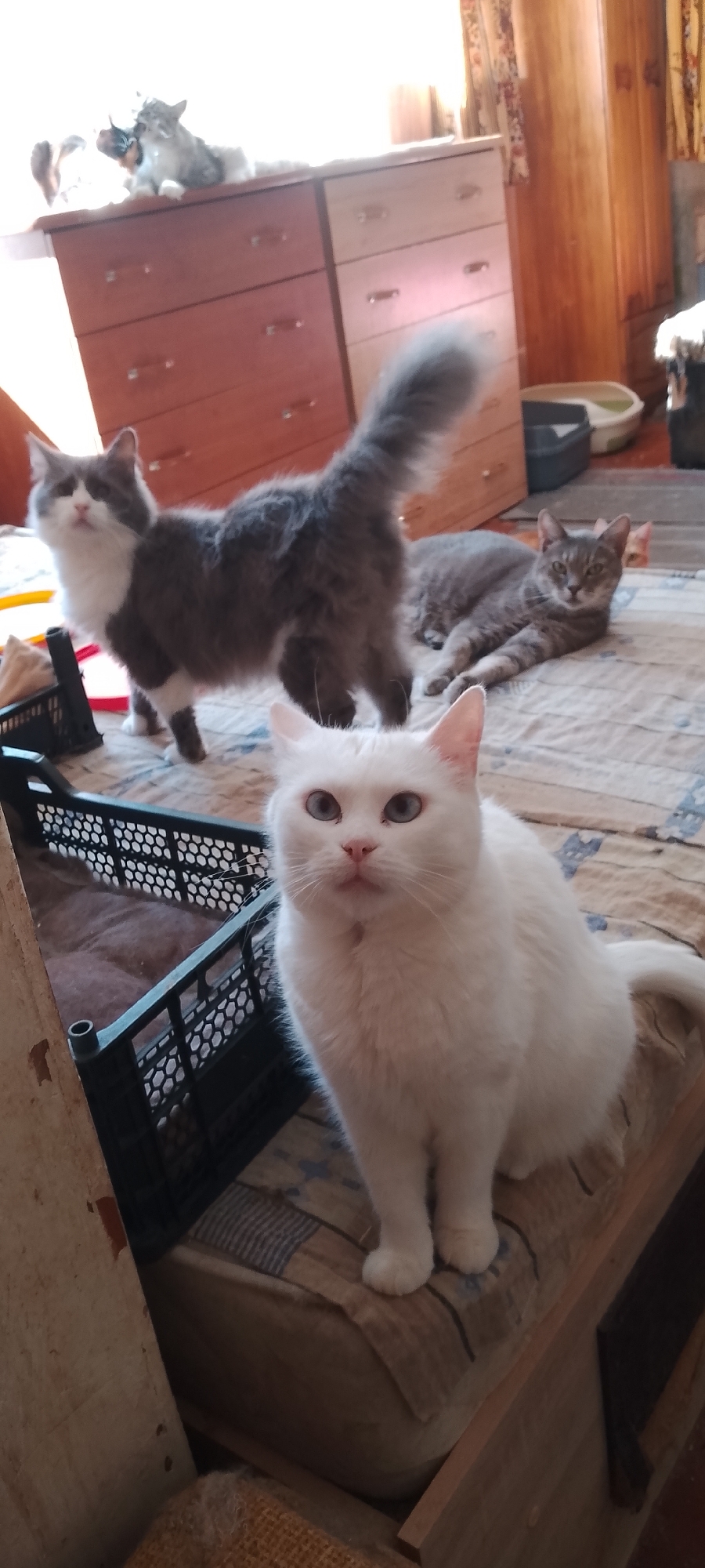 The image depicts a domestic indoor scene with four cats. In the foreground, a white cat with striking blue eyes is seated on a patterned cushion. Behind it, a gray and white cat stands, facing away from the camera, with its tail held high. To the right, a tabby cat is lying down. In the background, on top of a wooden dresser, two cats, one gray and white and another possibly a calico, are partially visible. The setting appears to be a bedroom or living area, with wooden furniture and curtains visible. The image does not provide any specific indicators of its location within the city of Belgorod, Russia.