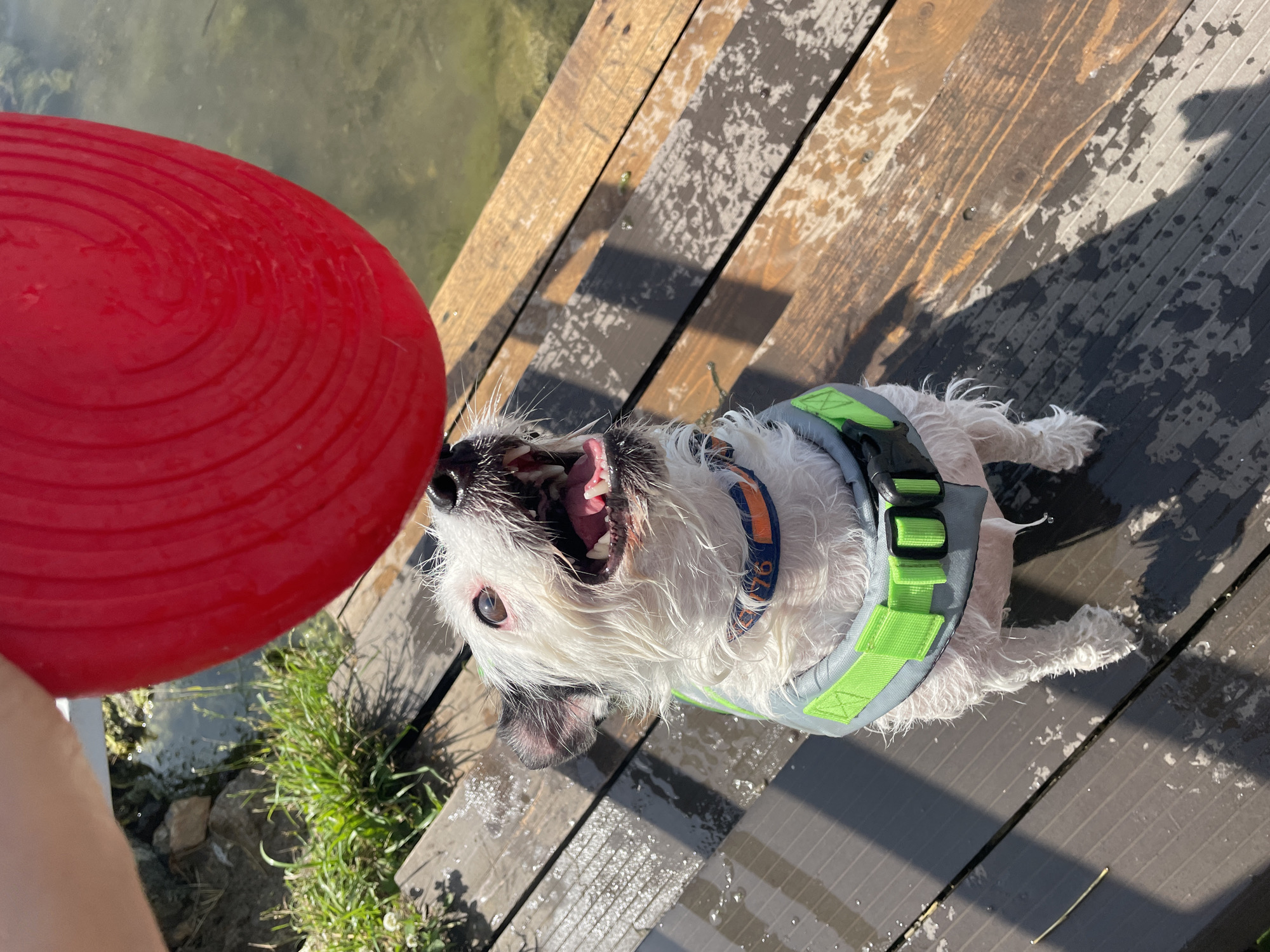 A white dog with black markings on its ears and face, wearing a neon green and gray life vest, sits on a wet wooden dock. The dog is looking up at a large red frisbee held by an unseen person. The dog's mouth is open, and it appears to be panting or excited. The dock is next to a body of water with some green vegetation along the edge. The sun is shining, casting shadows on the dock.