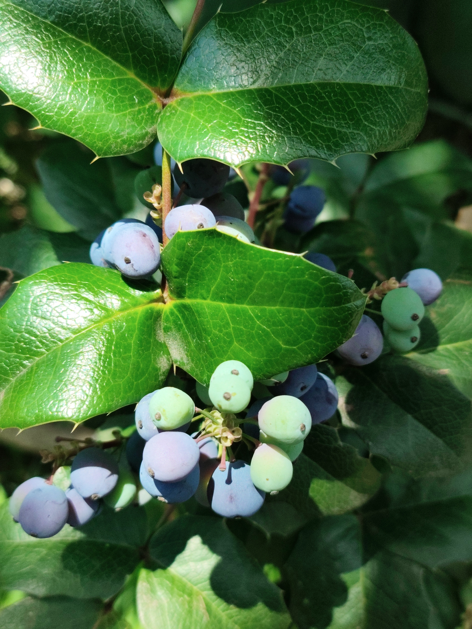 This media file features a close-up of a plant with clusters of blue and green berries and spiky green leaves. The berries range in color from a light green to a dusty blue-purple, with some showing a lighter blush. They are round and appear to be developing on thin stems, clustered together. The leaves are a vibrant green, with a glossy texture and pronounced veins. The edges of the leaves are sharply toothed, giving them a protective, almost holly-like appearance. The sunlight highlights the textures of both the leaves and the berries, creating distinct shadows and bright spots, suggesting it is daytime with clear skies. The background is a blur of darker green foliage, indicating the plant is part of a larger greenery or garden setting. The image is a detailed, naturalistic shot focused on the plant's fruit and foliage. There is no visible text or human presence. The setting is likely outdoors in a temperate climate, consistent with the specified location of Krasnodar, Russia, where such plants might grow.