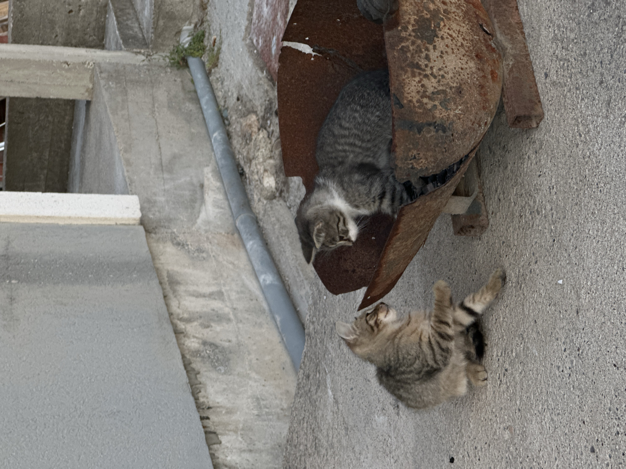 This image captures an outdoor scene featuring two tabby kittens interacting within an environment dominated by concrete and weathered metal structures in Šušanj, Montenegro.
One kitten, primarily gray with distinct white markings on its face and chest, is nestled comfortably inside a large, rusty, and heavily weathered metal object, possibly a discarded pipe, duct, or part of a machine. It appears to be resting or sleeping, with its head lowered and facing inwards within its makeshift shelter.
Nearby, a second kitten, exhibiting a lighter brown and beige tabby pattern with clear stripes, lies on the rough concrete ground. This kitten is positioned with its paws somewhat splayed, looking upwards towards its companion in the rusty metal. The scene suggests either a moment of rest or gentle interaction between the two young felines.
The background and surrounding elements consist of various concrete structures, including a textured wall, beams, and the ground itself. A gray pipe runs along the concrete in the mid-ground, and a small patch of green vegetation is visible near it. The setting appears to be a sunlit outdoor area, indicating daytime. The materials and textures suggest a somewhat rugged or urban environment. There is no visible text within the image.