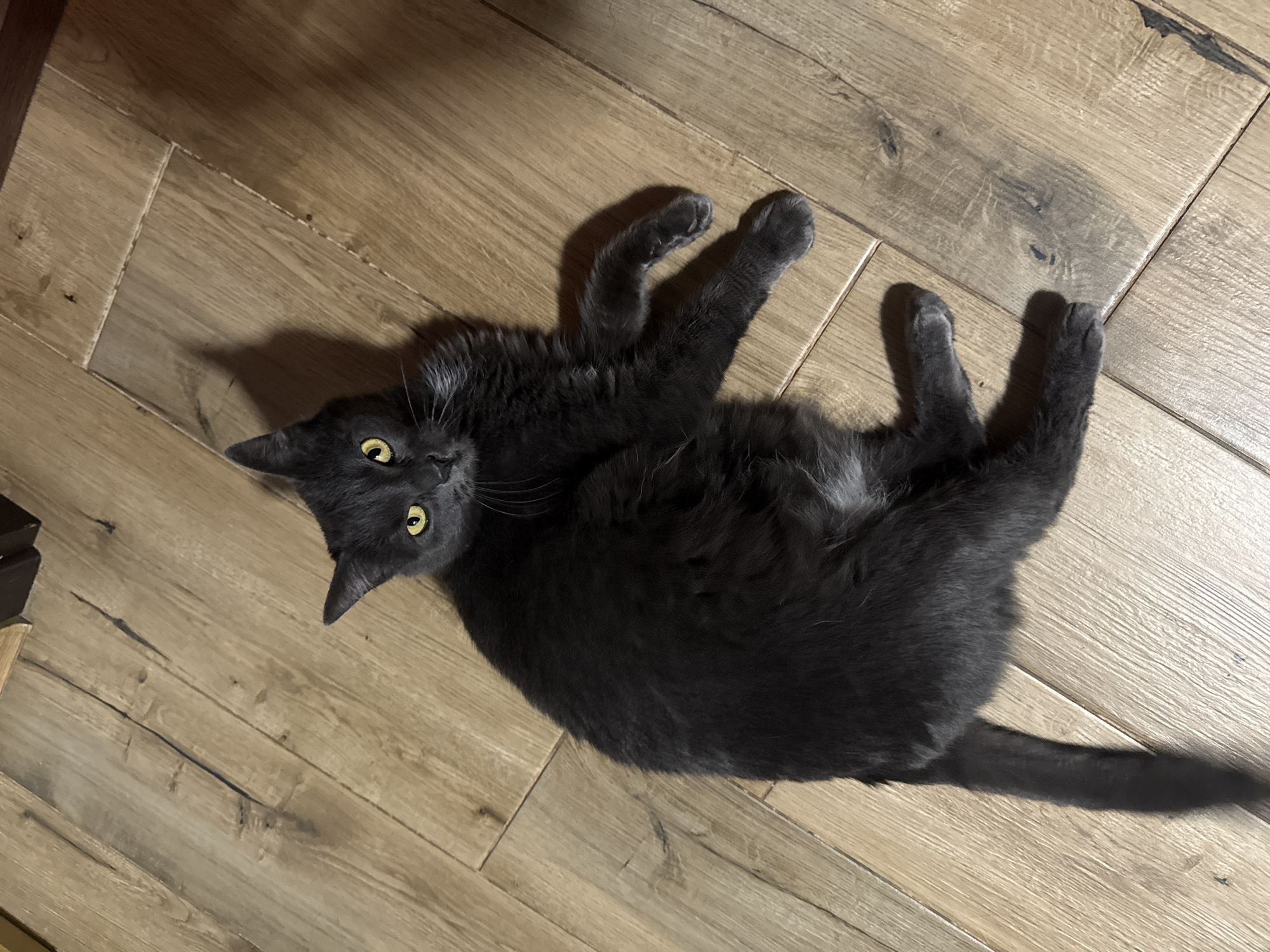 A medium shot, taken from a high angle, shows a grey cat lying on a wooden floor. The cat is on its back with its paws in the air. The cat's eyes are yellow and it is looking at the camera. The floor is made of light brown wood planks. The lighting is dim, and there is a shadow of the cat on the floor. The scene appears to be indoors.