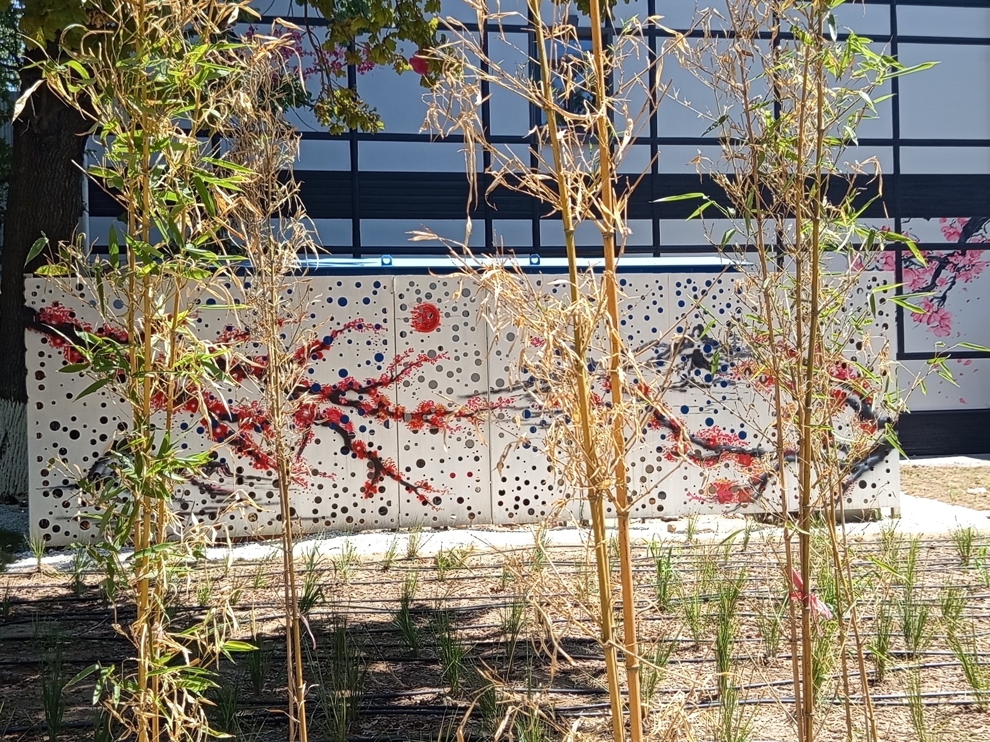 The image depicts a section of the Shymkent Zoo in Shymkent, Kazakhstan, specifically the aviary area. The foreground is dominated by several stalks of bamboo, some with green leaves and others dry and brown, creating a naturalistic enclosure. Behind the bamboo, a white wall is visible, serving as a backdrop for a painted mural. This mural features an artistic representation of a cherry blossom tree in bloom, with red and pink flowers against a white background punctuated by numerous small black dots. The mural extends across the visible portion of the wall, with a suggestion of a red sun-like motif on the left side. In the background, a building with dark-framed windows and a blue railing is partially visible, suggesting it is part of the zoo's infrastructure. The ground in the foreground is covered with mulch and crisscrossed by irrigation tubes, indicating recent planting or landscaping efforts. The overall scene suggests an outdoor environment designed to mimic a natural habitat, likely for birds given the location. There are no people or animals visible in the frame.
