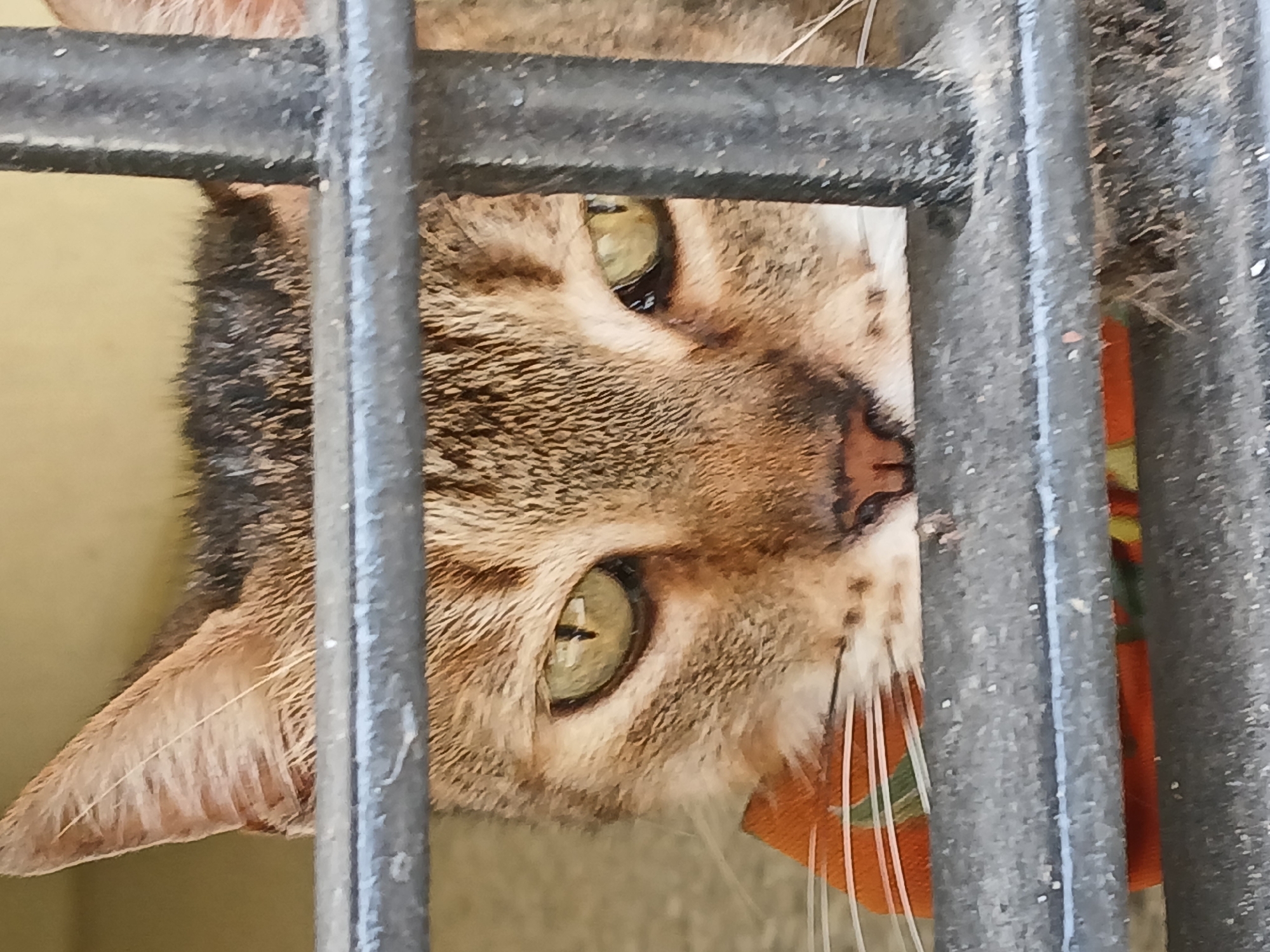 A brown tabby cat is looking through a metal barred window or gate. The cat's head is tilted at an angle. The cat has green eyes and an orange nose. An orange object is visible through the bars. The scene appears to be Ciudad Guayana, Venezuela, based on the context provided.