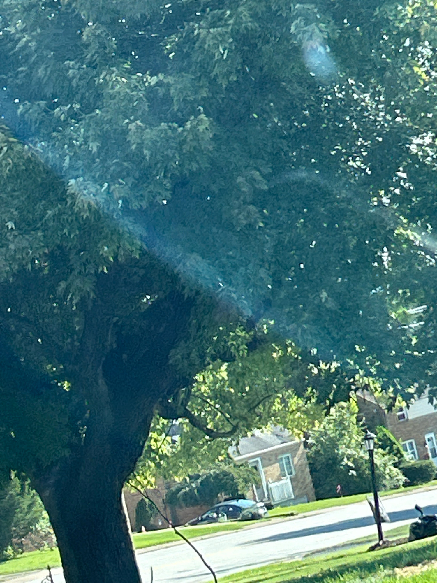 The image captures a view through the leaves of a large tree, likely taken from a window or vehicle. Sunlight filters through the foliage, creating bright highlights and dappled shadows. In the background, a suburban street is visible, lined with houses and a lamppost. A dark-colored car is parked on the side of the road. The overall scene suggests a sunny day in a residential area, possibly in Pittsburgh, United States of America, given the architectural styles of the houses. There are no people or active events depicted in the image.