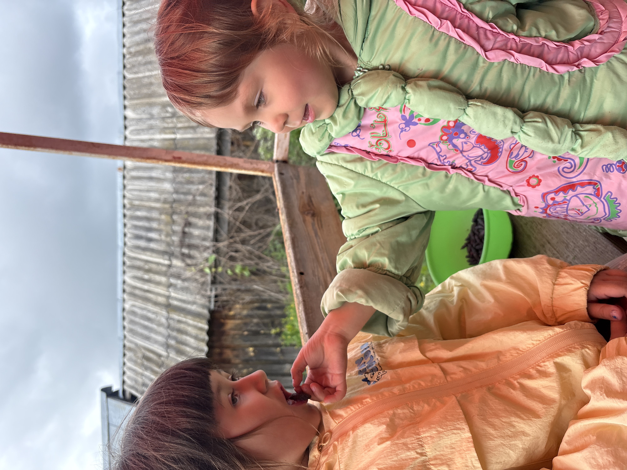 In Foki, Russia, two young female children are depicted outdoors in an interaction. The child on the left, estimated to be between 5-7 years old, has dark brown hair with bangs and is wearing a light orange/peach zippered jacket featuring a light blue graphic on the left chest. Her mouth is open, receiving a small, dark, berry-like object from the right hand of the second child. Blue residue is visible on the fingertips of her left hand. The child on the right, estimated to be between 4-6 years old, has lighter brown hair with reddish/auburn tones and bangs. She is wearing a light green puffy jacket with a central pink panel adorned with multicolored patterns and vertical, cylindrical green fabric sections. A pink ruffled trim is visible on the right side of her jacket. She is extending her right hand, holding a dark, berry-like object, towards the first child's mouth, and is looking at the first child. Both children are positioned on or beside a wooden surface. In the background, a bright green plastic bowl containing multiple dark, berry-like objects rests on a wooden surface. Behind the children and the wooden structure, a rustic wooden building with a corrugated metal roof is visible under an overcast, gray sky. Sparse green vegetation is discernible in the distant background.