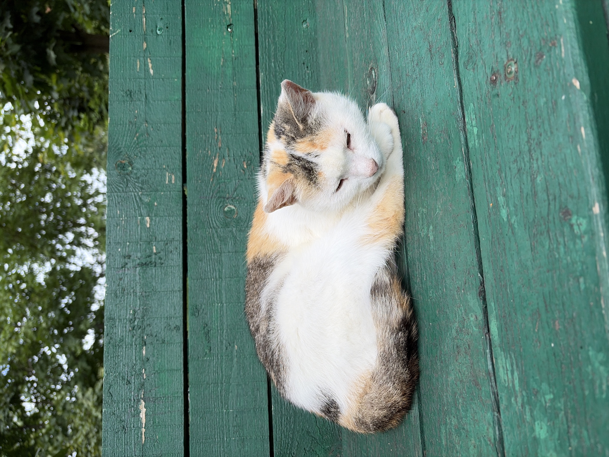 A calico cat with white, orange, and black patches is curled up and sleeping on a weathered, dark green wooden bench. The bench is made of horizontal planks. In the background, out of focus, are green trees and foliage under an overcast sky. The scene appears to be outdoors in a park or public area.