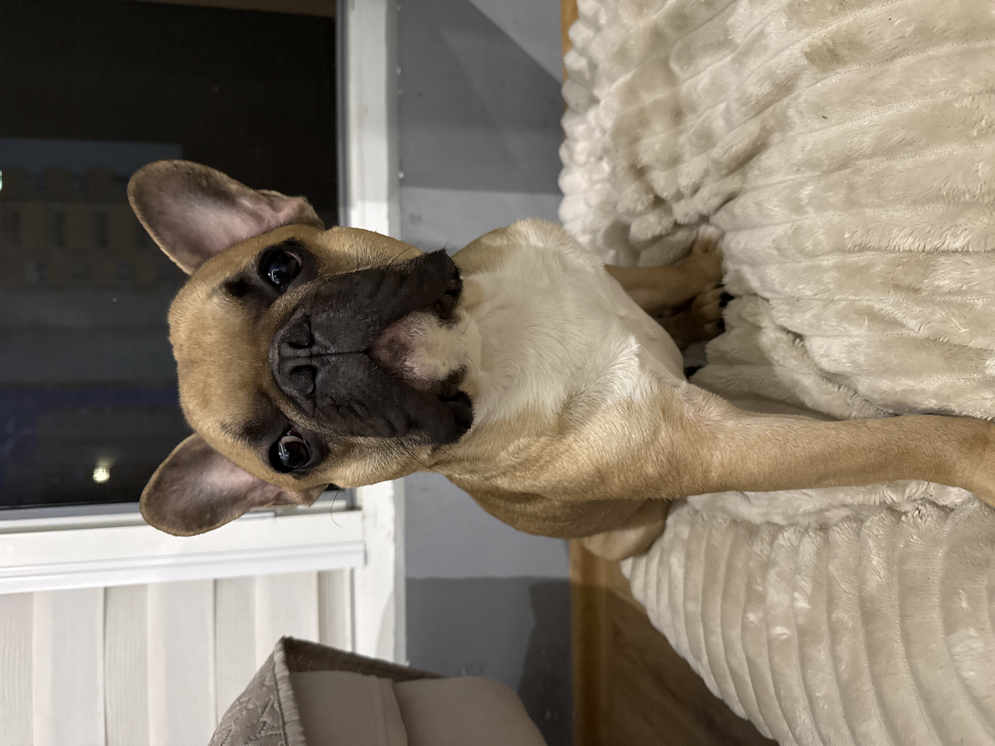A fawn French Bulldog puppy sits on a cream-colored, plush blanket indoors, looking directly at the camera. The puppy has large, erect ears, dark eyes, and a black muzzle. In the background, to the left, is a glimpse of a neutral-colored upholstered piece of furniture, and to the right, a dark windowpane reflects some indistinct lights, possibly from a building. A wall with horizontal white siding is visible behind the puppy. The floor appears to be wood. There is no indication this scene is located in Burgas, Bulgaria.