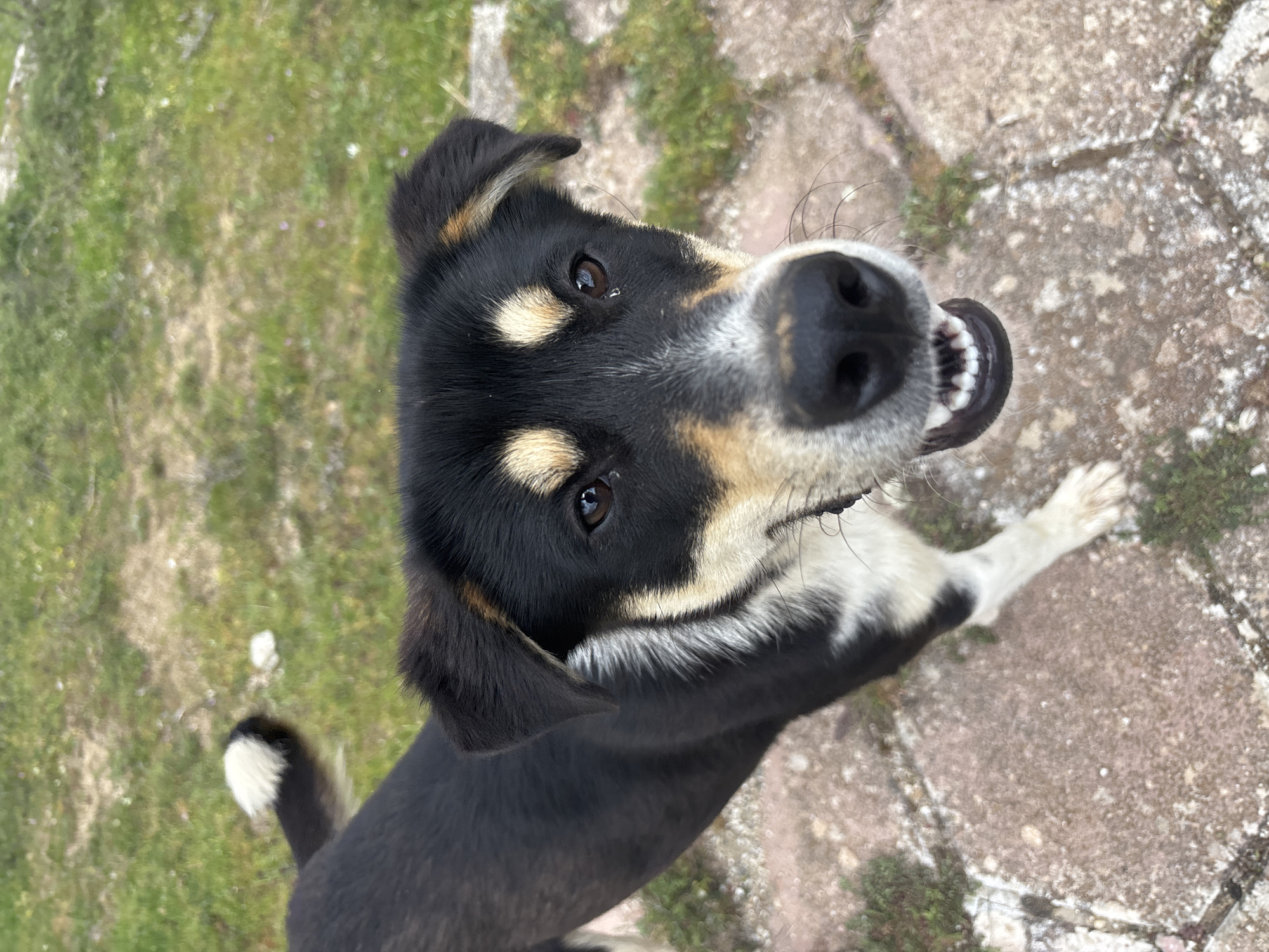 A dog with black, white, and tan fur is looking up at the camera. The dog has dark eyes and its teeth are visible. The dog is standing on a stone surface with grass in the background. The location is unknown. The city name does not appear in the image.