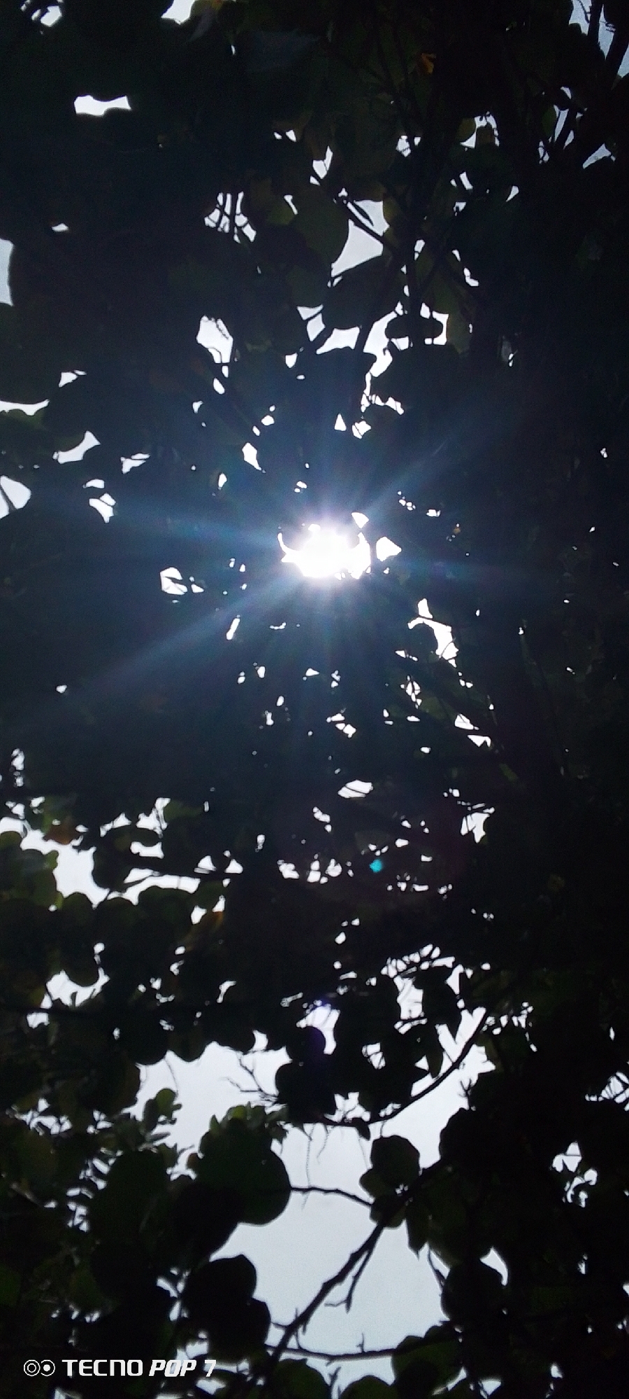 The image, taken by a TECNO POP 7, depicts a view looking upward through the foliage of a tree, with sunlight piercing through the leaves. The leaves are dark and silhouetted against the brighter sky. The location is presumed to be in Pedro González, Venezuela, as per instructions.