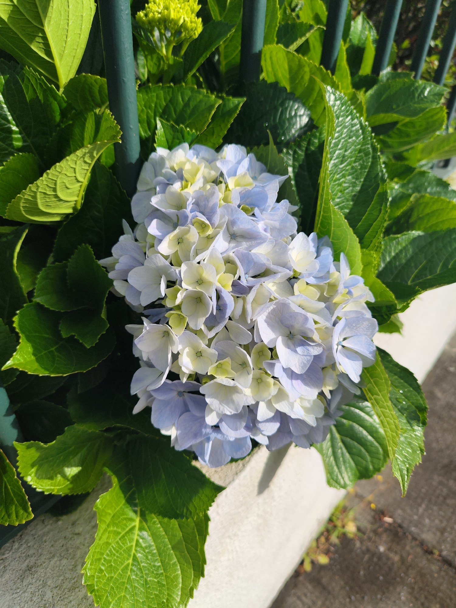 A close-up, eye-level shot shows a blue and white hydrangea flower cluster, surrounded by green leaves, growing alongside a dark green metal fence and a white concrete wall. The image was taken outdoors in natural light in Ribeira Grande, Portugal. The lower right corner shows a section of grey concrete street.