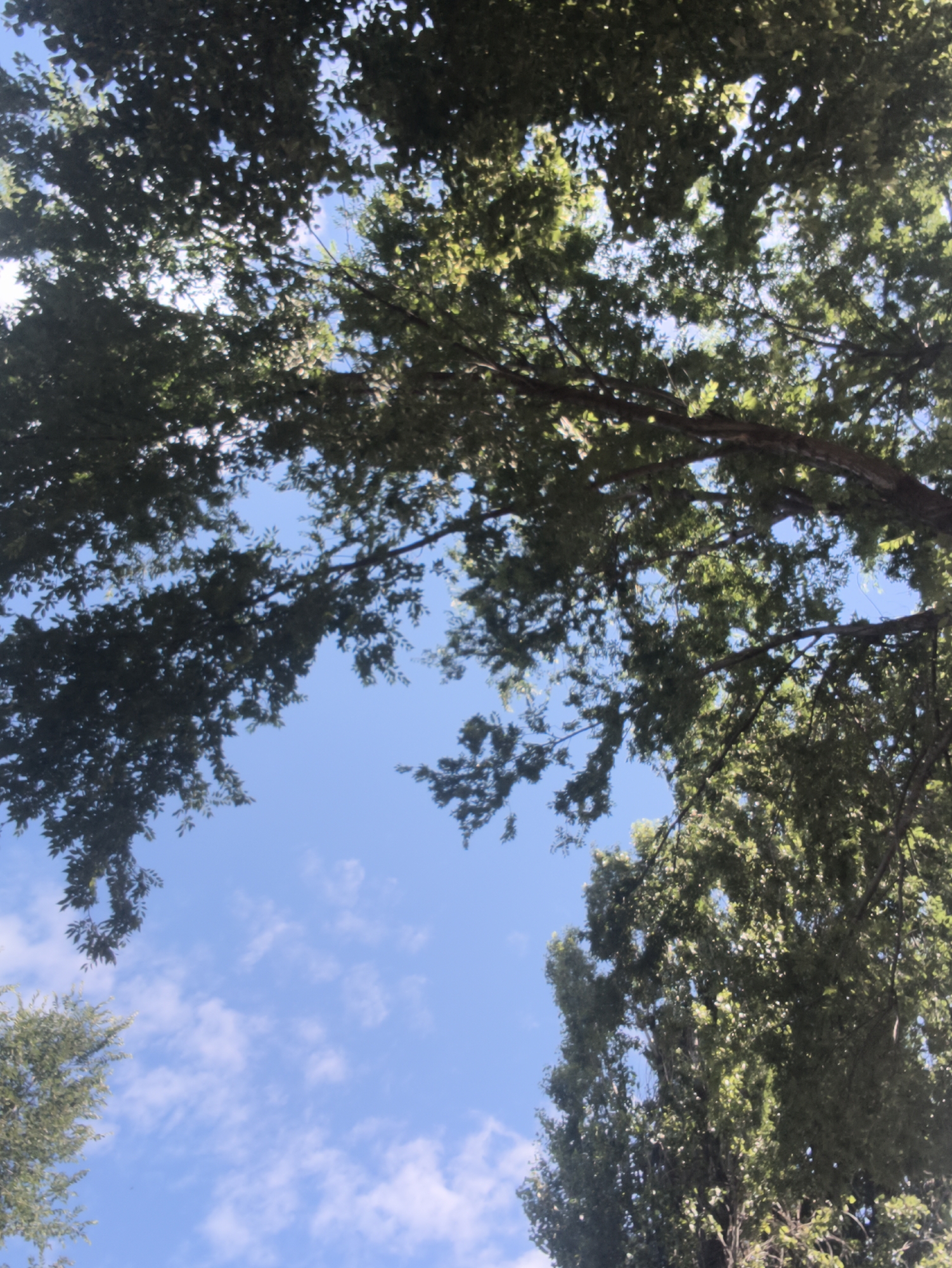 This is a low-angle, outdoor, daytime photograph looking up through the canopy of deciduous trees. The sky is a clear, bright blue with scattered white clouds. Sunlight filters through the dense green leaves, creating dappled light patterns. The image captures a serene natural scene, suggesting a park or a tree-lined street within Chișinău, Moldova, where such mature trees are common. No people or specific man-made structures are visible.