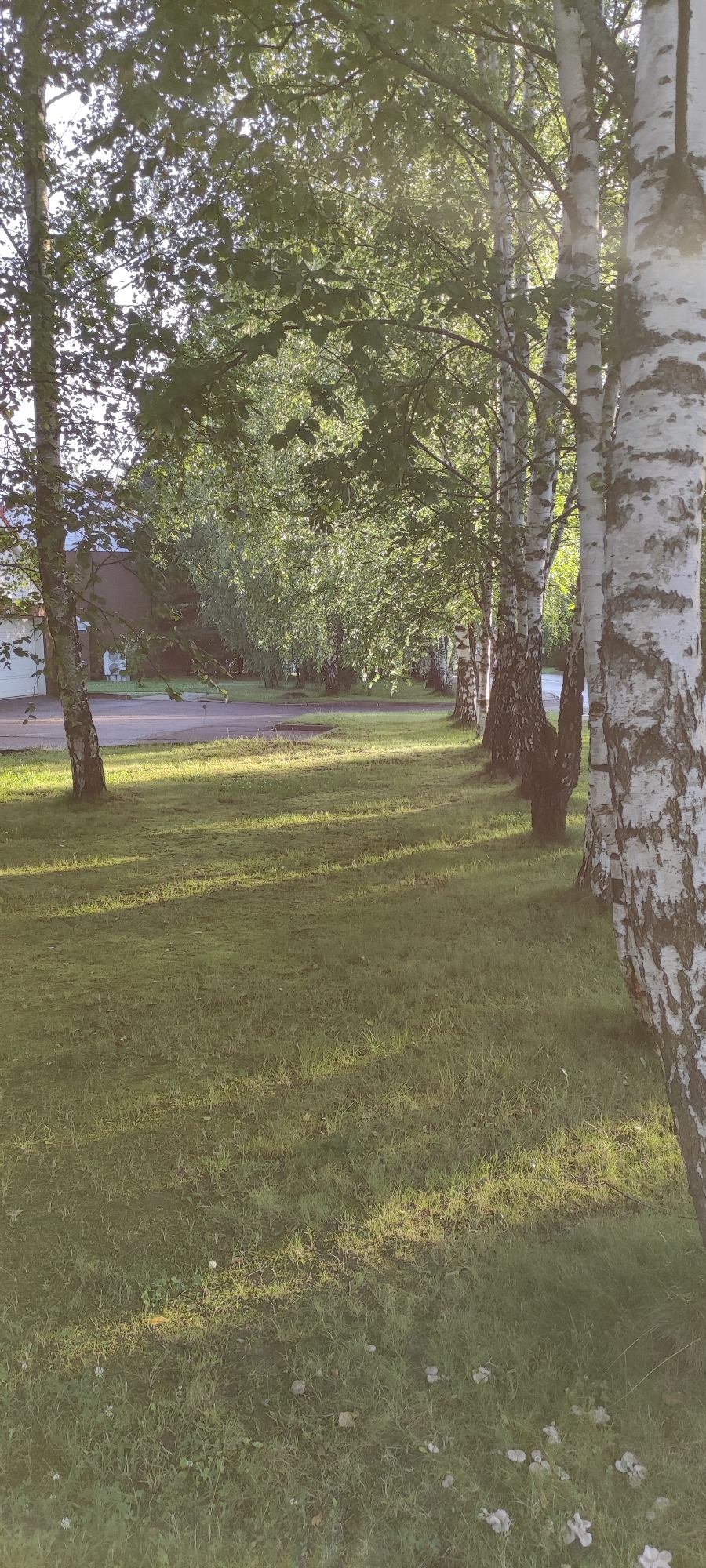 The image depicts a row of birch trees with their characteristic white and black bark, bordering a grassy area. The grass is well-maintained and dappled with sunlight, casting long shadows from the trees. In the background, a paved surface, possibly a road or driveway, is visible, along with a building that appears to be a residential house with a white garage door. The environment suggests a suburban or residential setting. The lighting indicates it is either early morning or late afternoon, with the sun low in the sky. No people or animals are present in the scene. The location is identified as Rosinka, Russia.