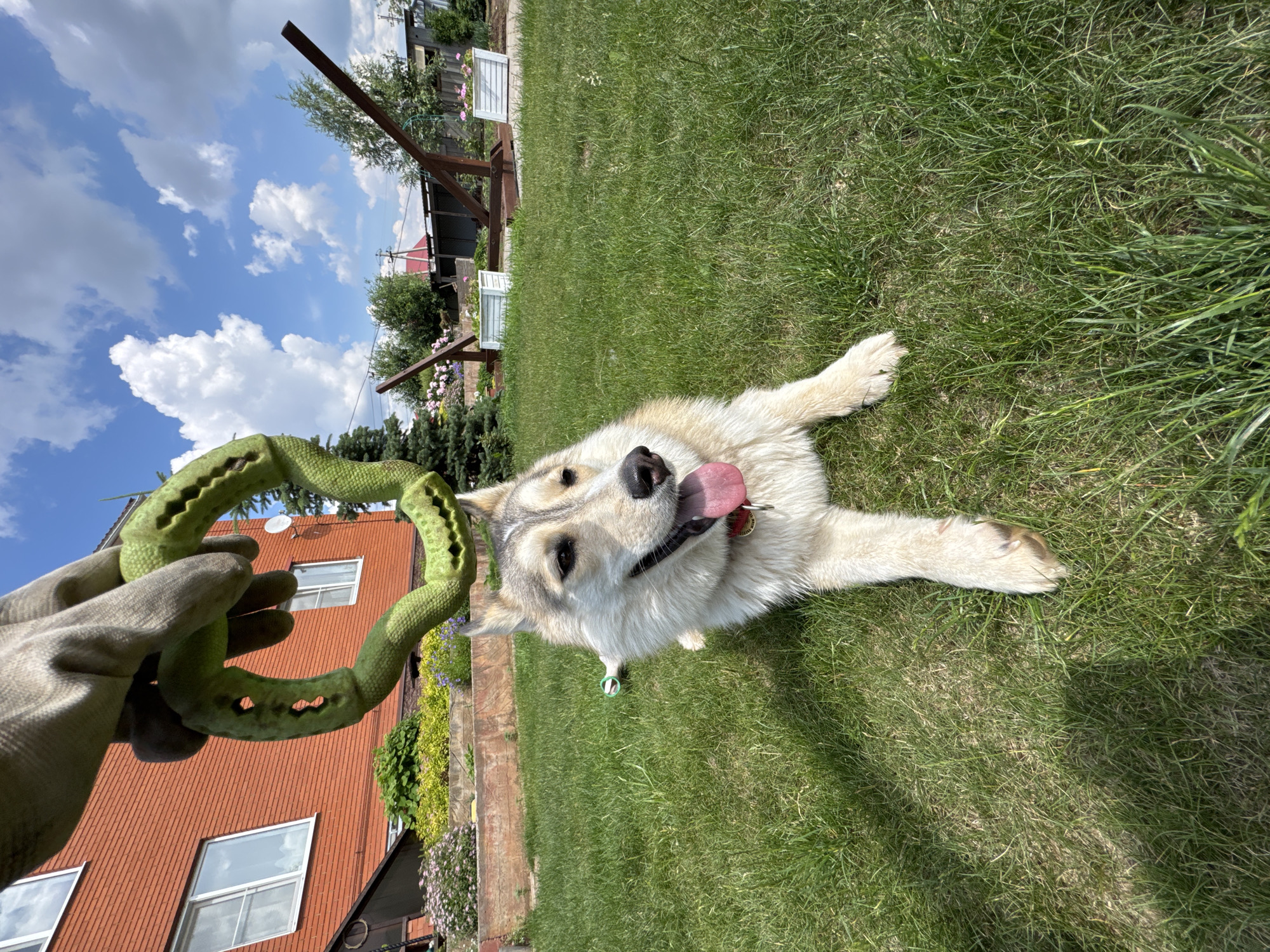 In a grassy yard in the city of Perm, Russia, a husky mix dog lies on its belly, panting with its tongue out. A person wearing a work glove holds a green snake-shaped dog toy above the dog. The dog is wearing a red collar and a tag. In the background, a red brick house with white-trimmed windows and a fence with white planter boxes are visible under a bright blue sky with scattered white clouds.