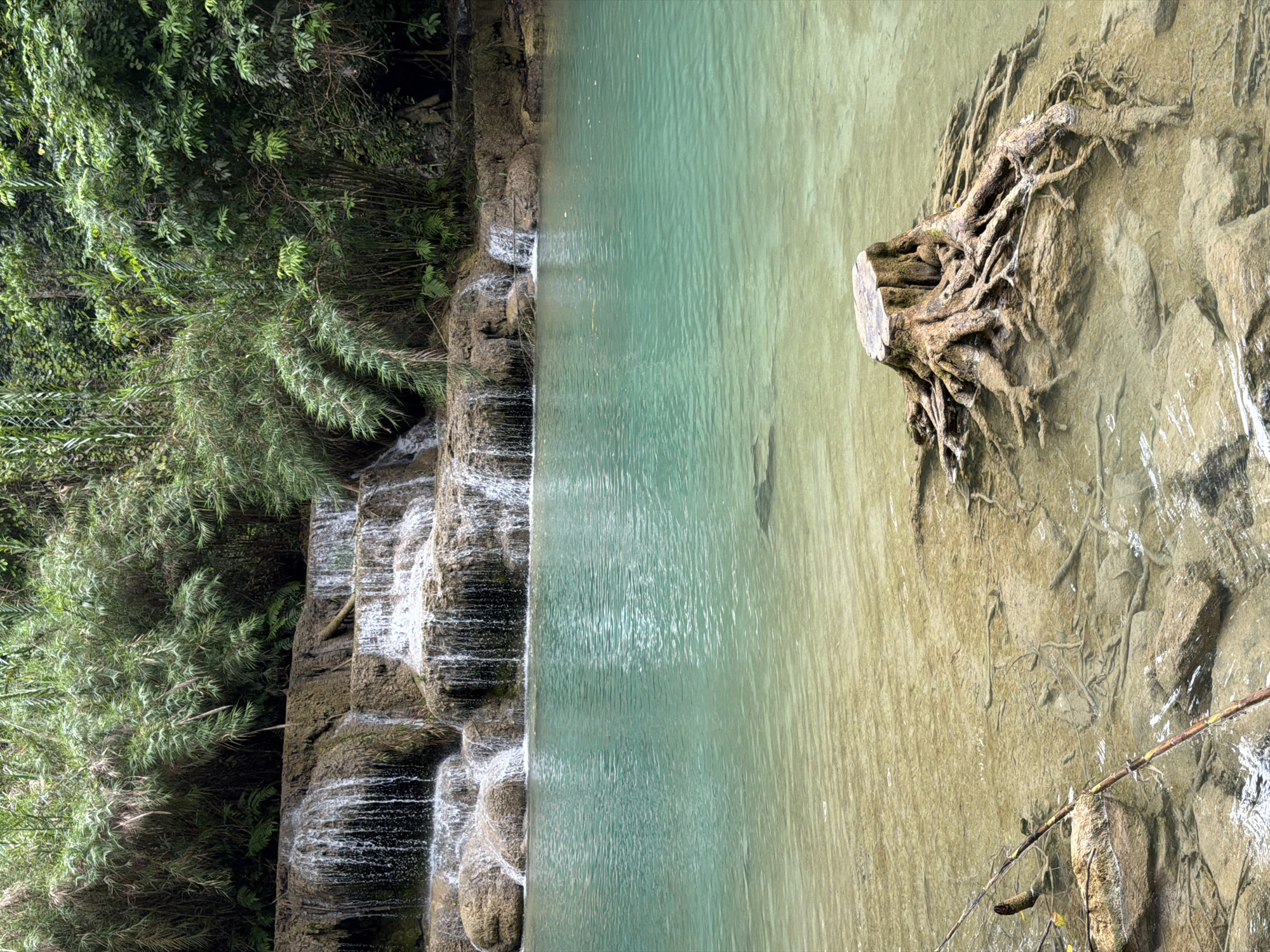 A tiered waterfall cascades down moss-covered rocks into a clear, turquoise pool. Lush green foliage, including bamboo and ferns, surrounds the waterfall. In the foreground, a tree stump with exposed roots sits partially submerged in the shallow water. The water is calm with ripples on the surface, and rocks are visible beneath the water's surface. This scene depicts a natural landscape, possibly within the vicinity of Thapene, Laos, known for its natural beauty.