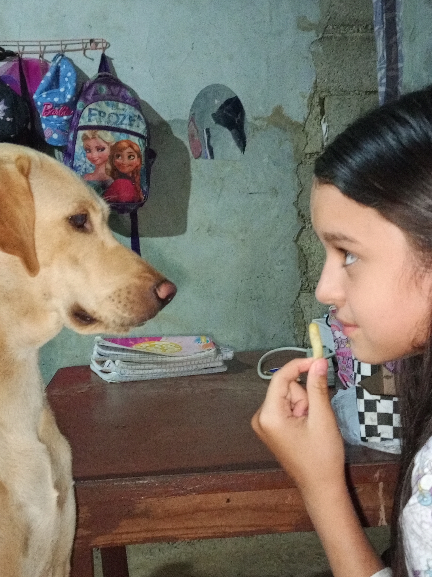 A young girl in Tinaquillo, Venezuela is holding a snack, possibly a french fry, in her right hand. She is looking at a tan Labrador Retriever dog, who is also intently watching the snack. They are positioned in front of a small, dark brown wooden table upon which is a stack of notebooks. A wall behind them has visible exposed concrete. Backpacks with "Frozen" and "Barbie" imagery are hanging on a rack on the wall. A helmet is also hanging on the wall, positioned near the backpacks. The girl has long, dark hair and a light complexion, and is wearing a white shirt with a pattern. The dog is focused on the snack held by the girl.