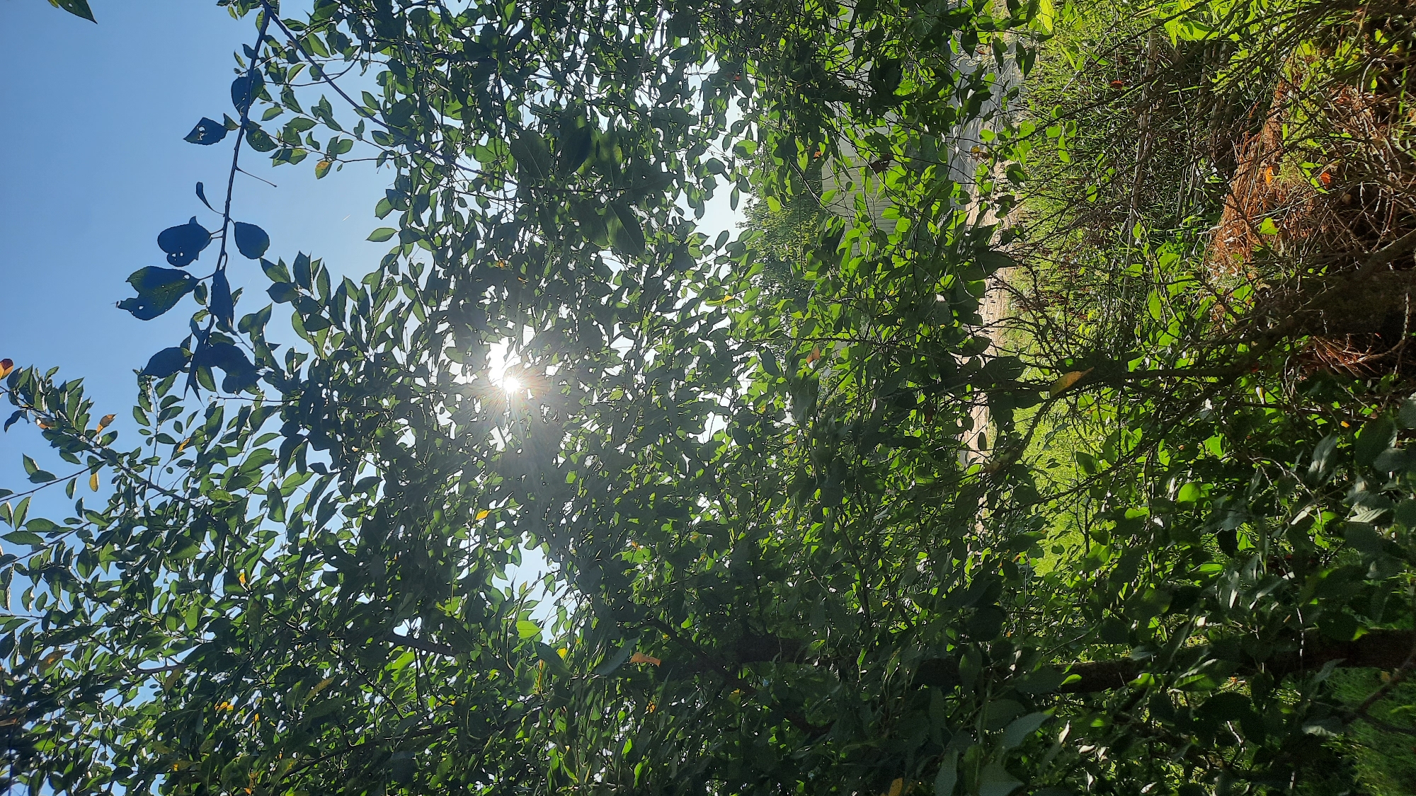A medium shot shows the sun shining through the leaves of a tree in an outdoor environment. The sun is visible as a bright starburst in the upper center of the frame, with rays of light extending outward through the foliage. The leaves are predominantly green, with some yellowing visible on a few of them. The background consists of a bright blue sky with some hints of clouds, and a blurry green landscape that appears to be a grassy area with some bushes and possibly a fence. The image captures a sunny day, likely in the warmer months, with a natural setting. There are no people or animals visible in the image. The overall impression is one of natural beauty and tranquility.
