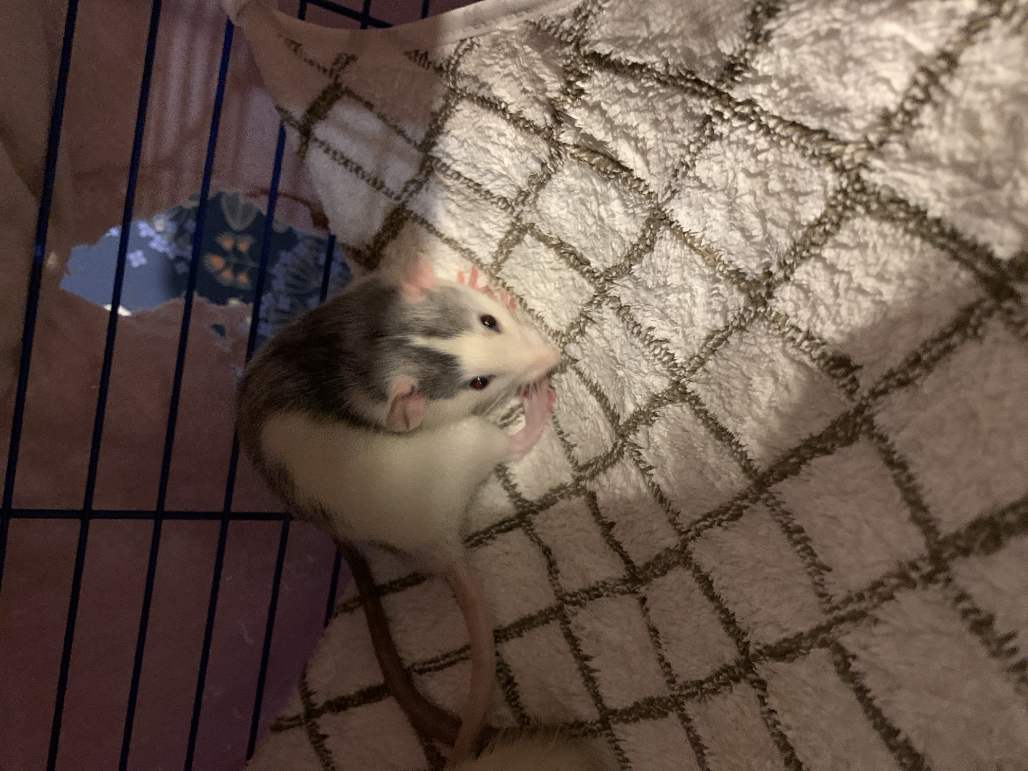 A rat with white and grey fur is situated on a white towel with a brown square pattern. The rat is facing right and has its paws near its face. To the left of the rat is a blue wire cage. A piece of floral fabric is visible through the cage. No information suggests this is in Stavropol, Russia.